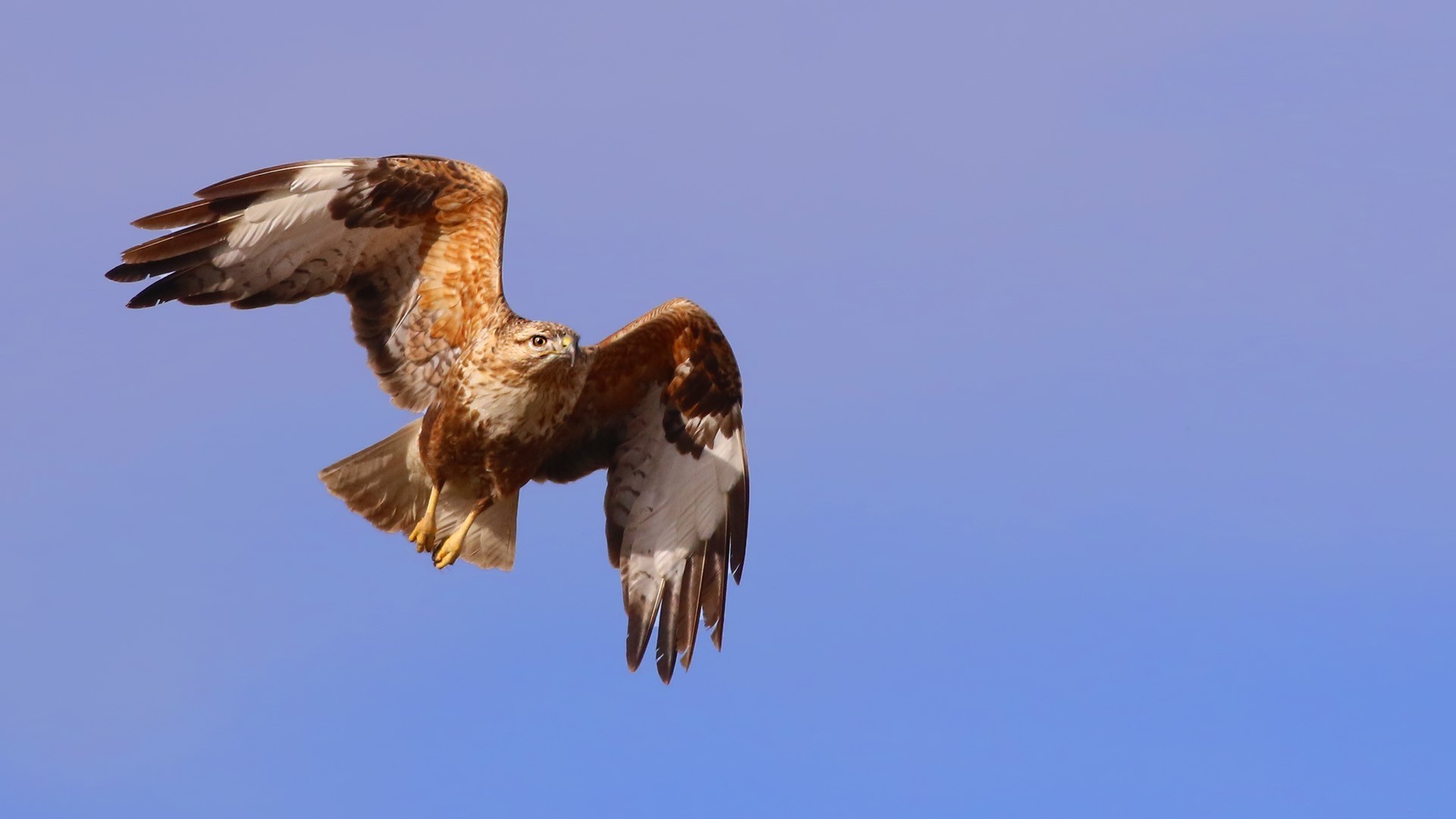 Long-legged Buzzard