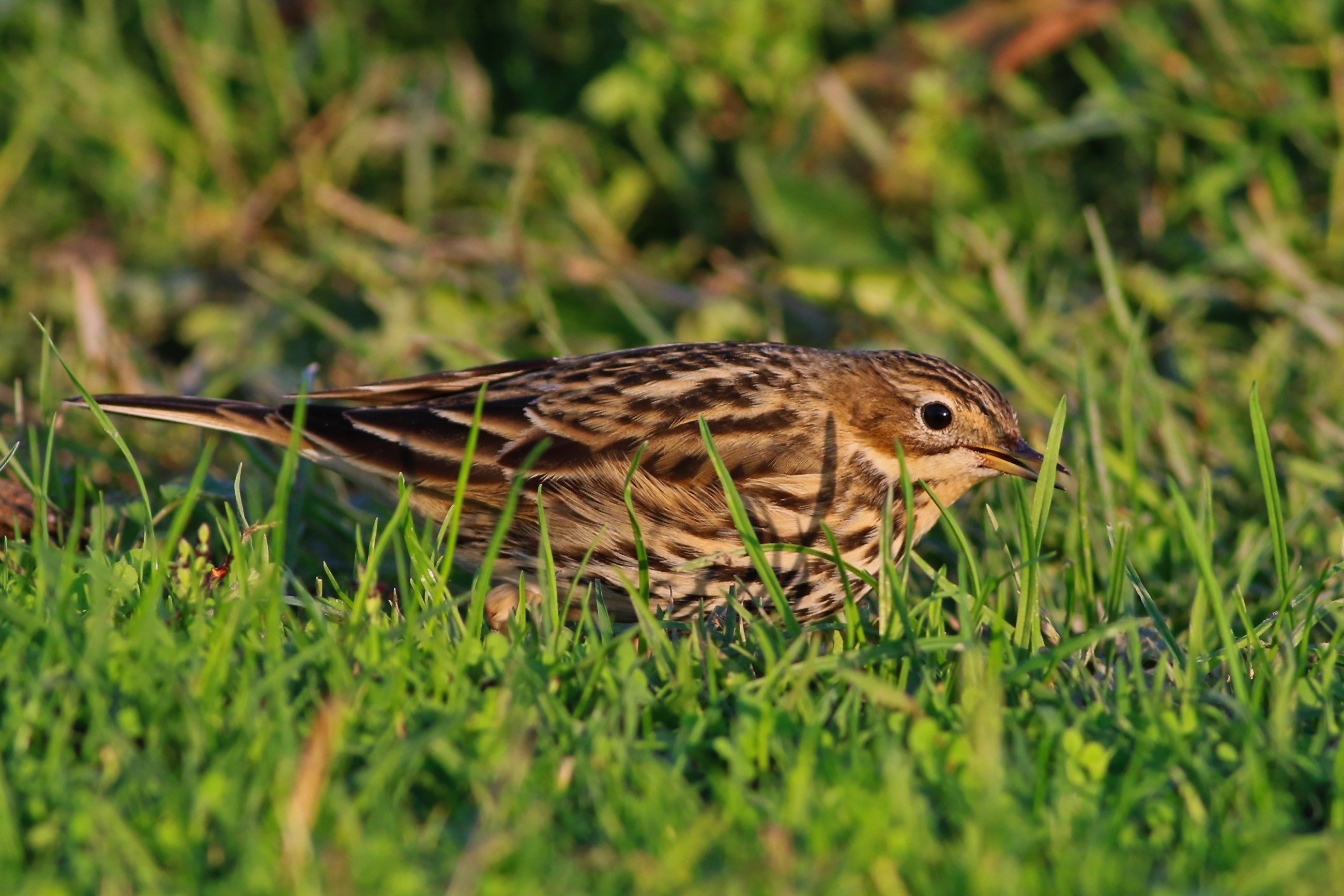 Red-throated Pipit
