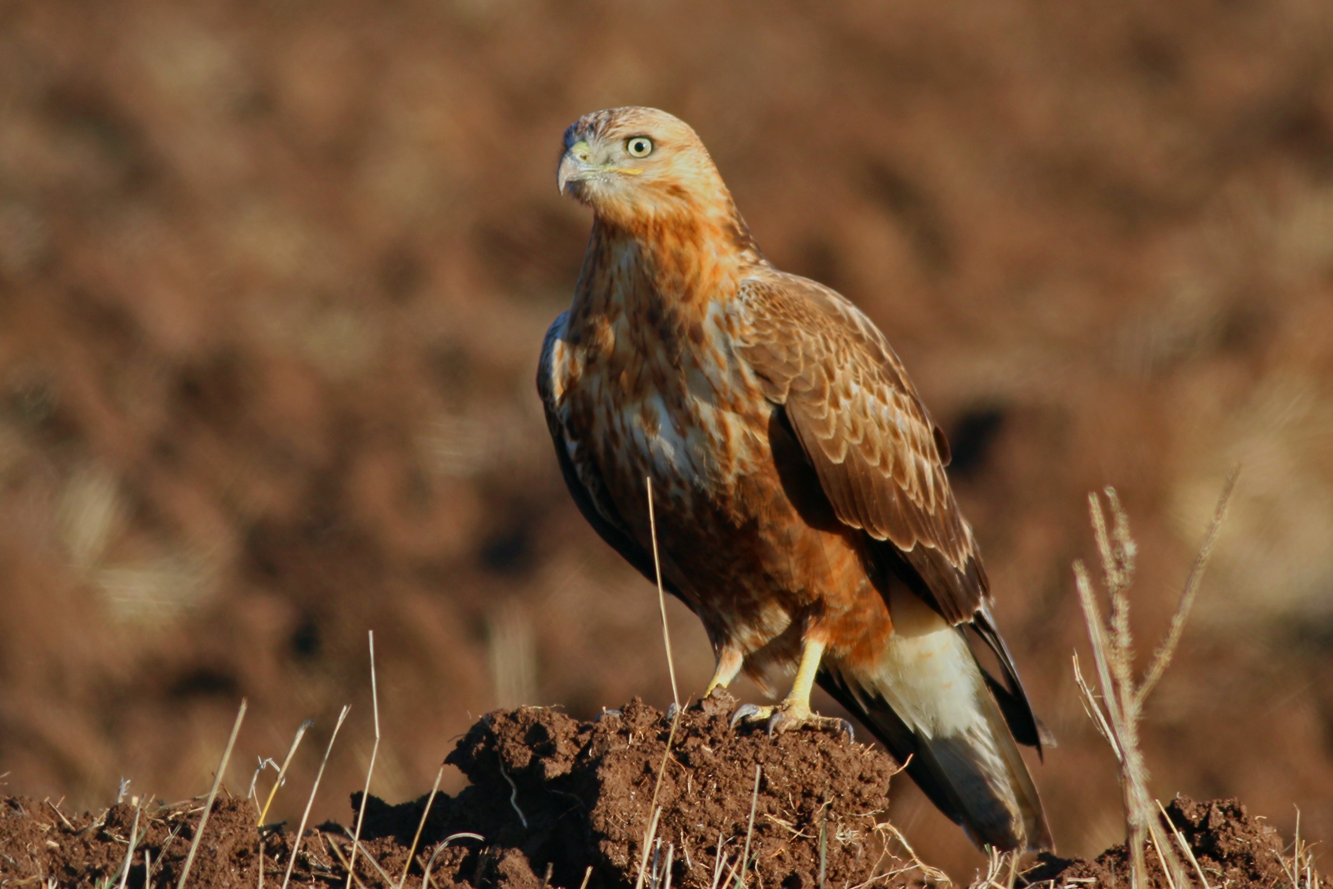 Long-legged Buzzard