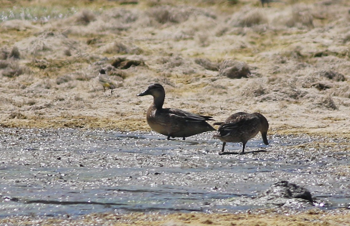 Garganey