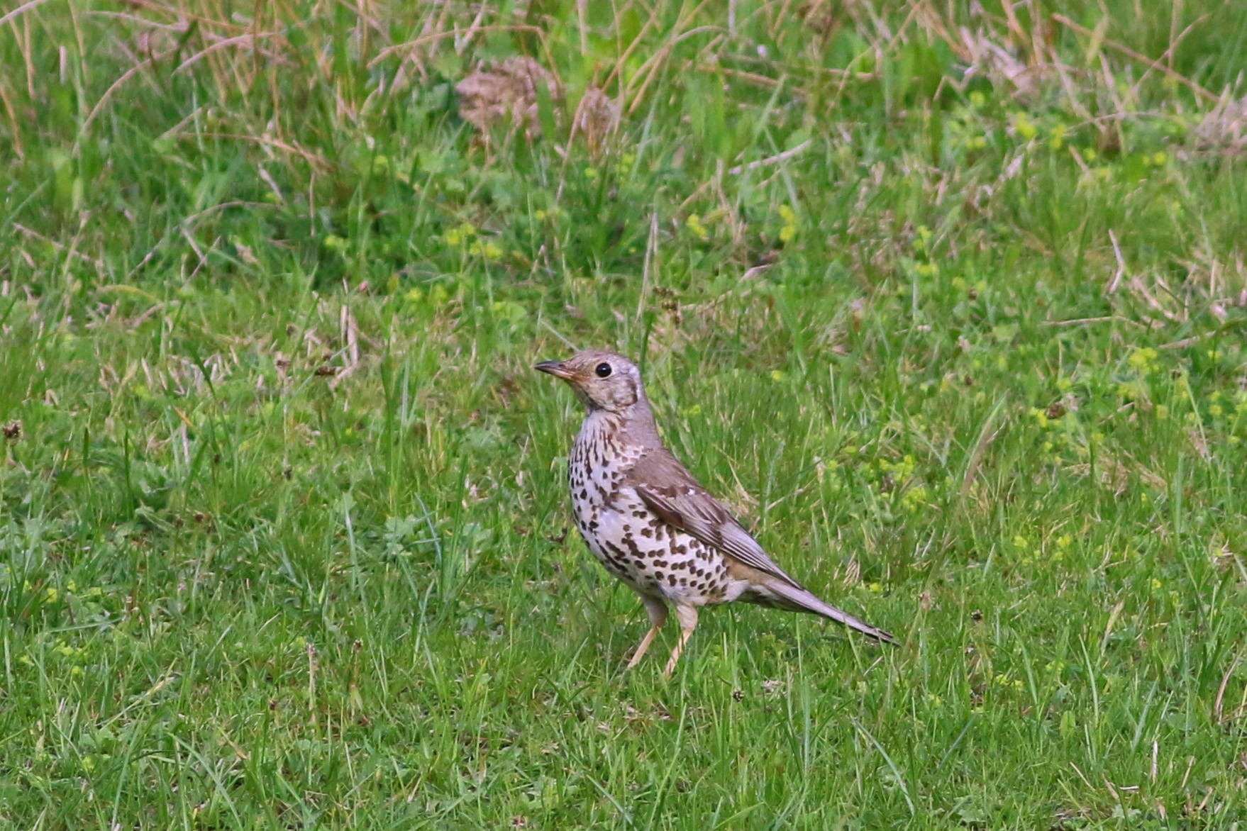 Mistle Thrush