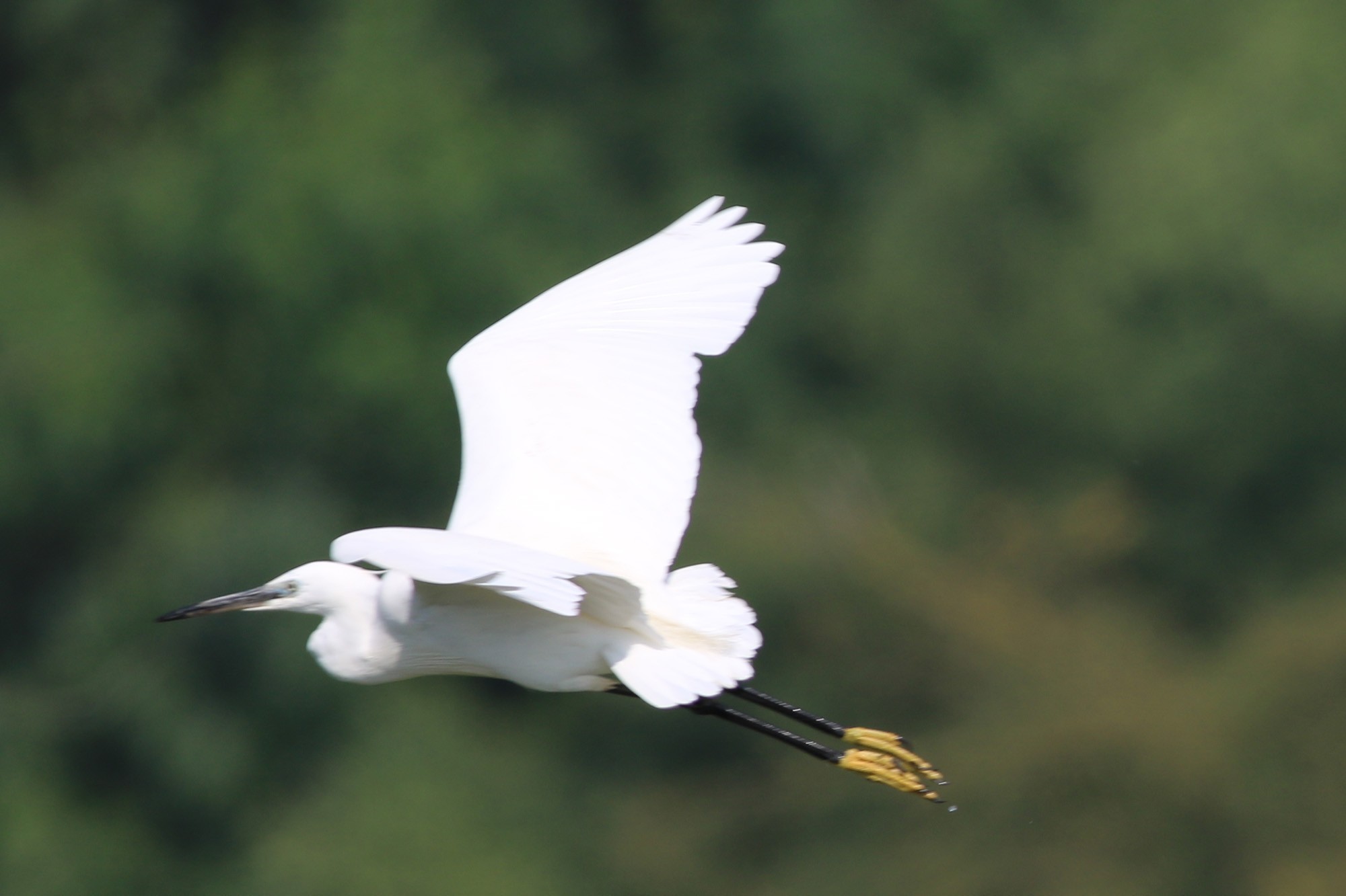 Little Egret