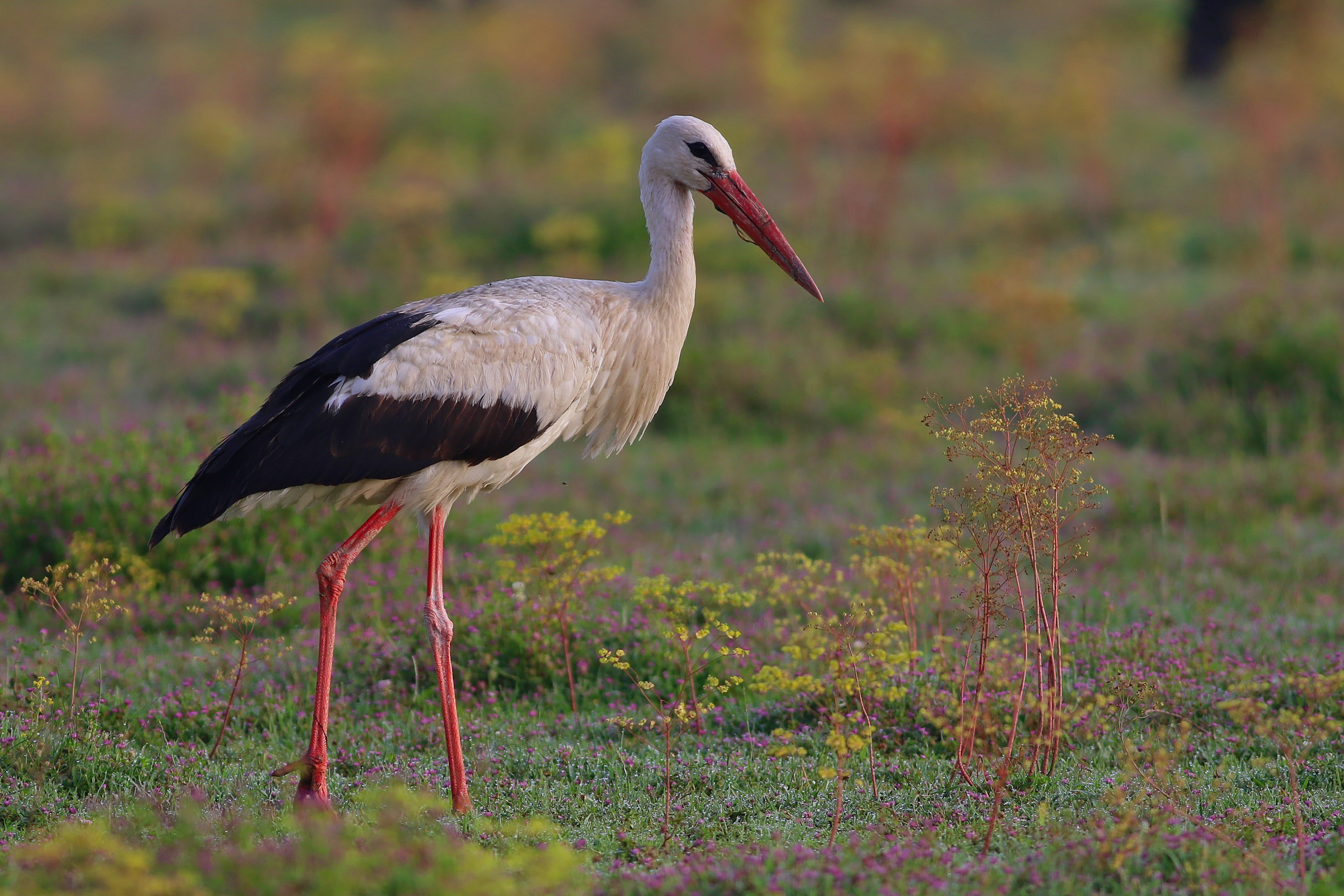 White Stork