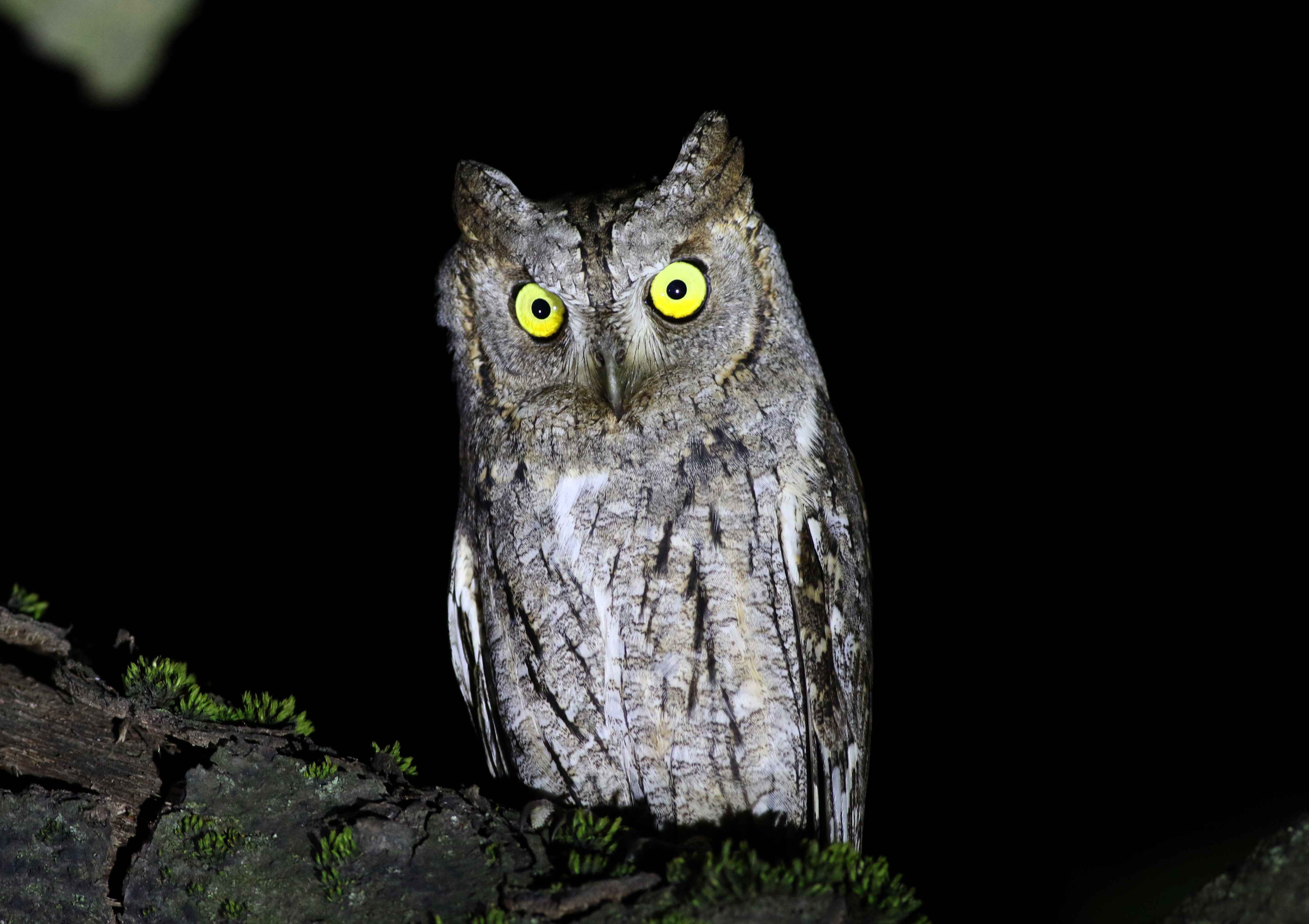 Eurasian Scops-Owl
