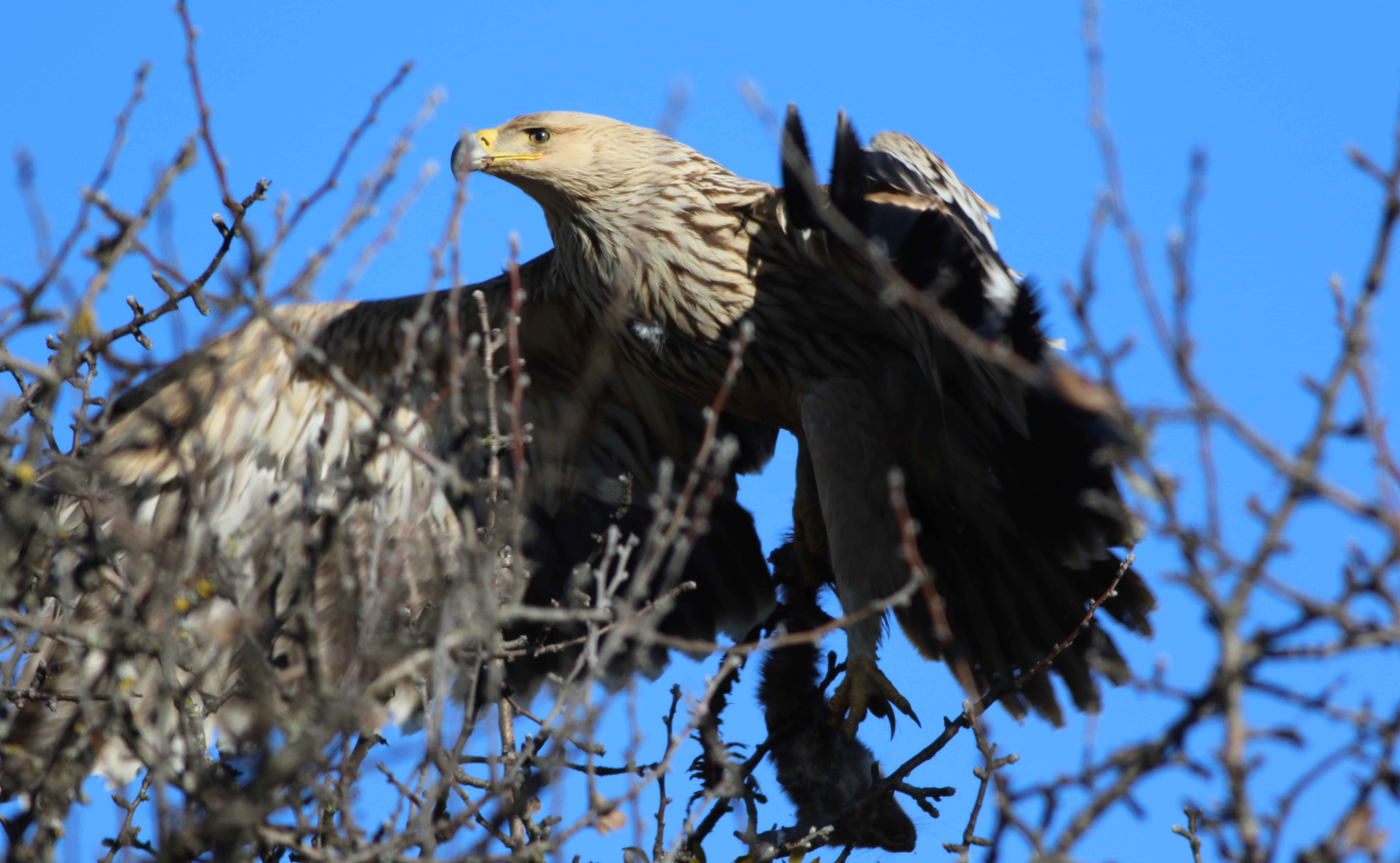 Imperial Eagle