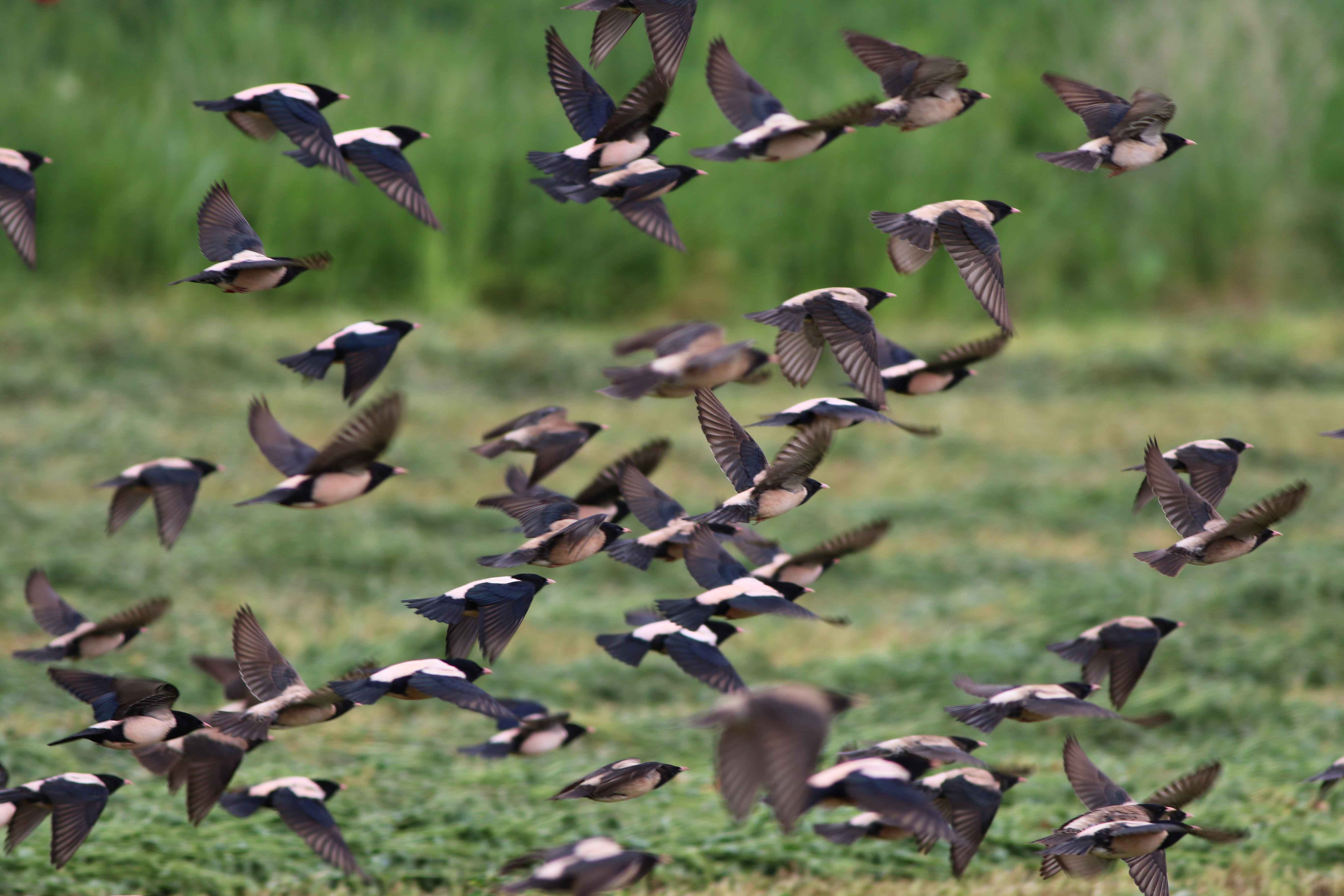 Rosy Starling