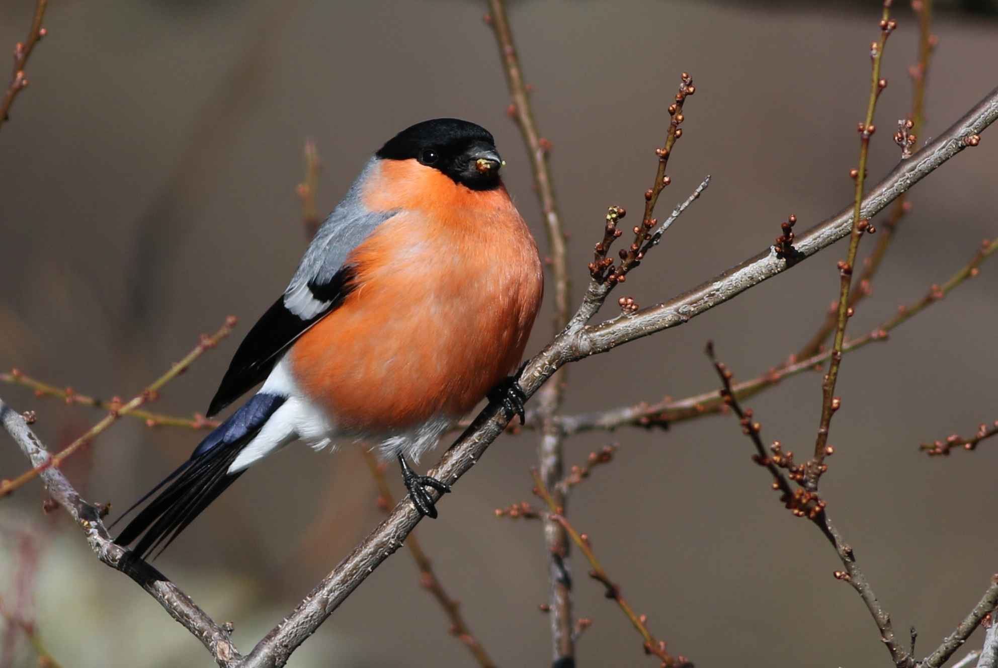 Eurasian Bullfinch