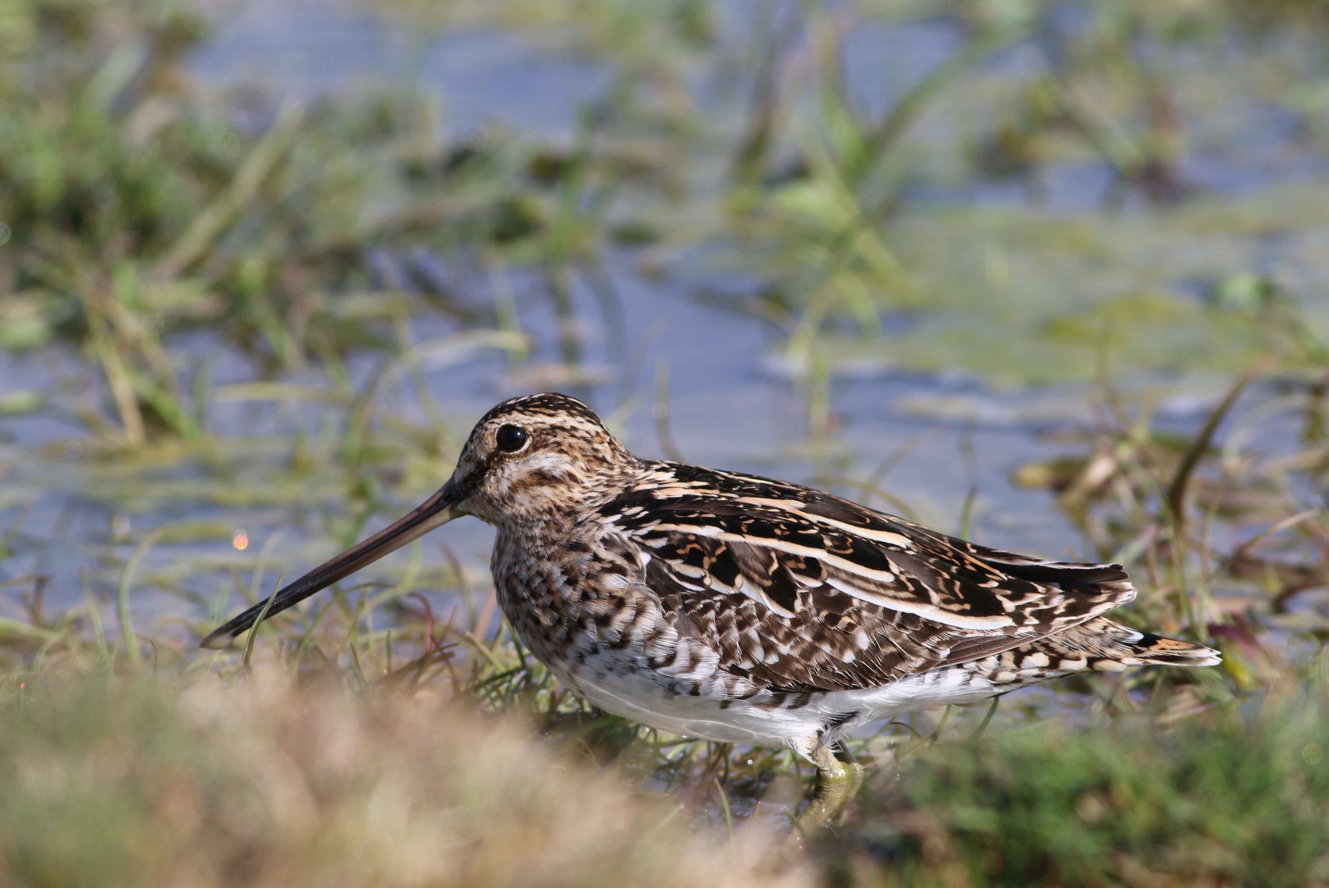 Common Snipe