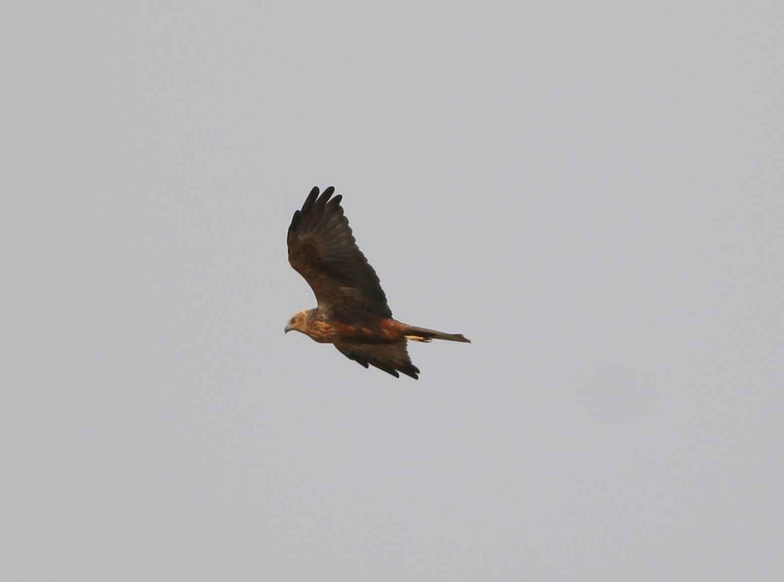 Pallid Harrier