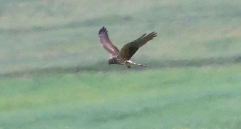 Pallid Harrier