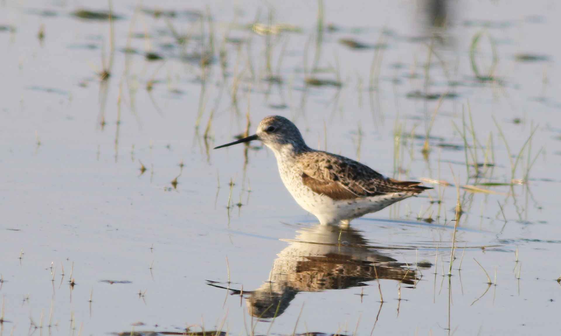 Marsh Sandpiper