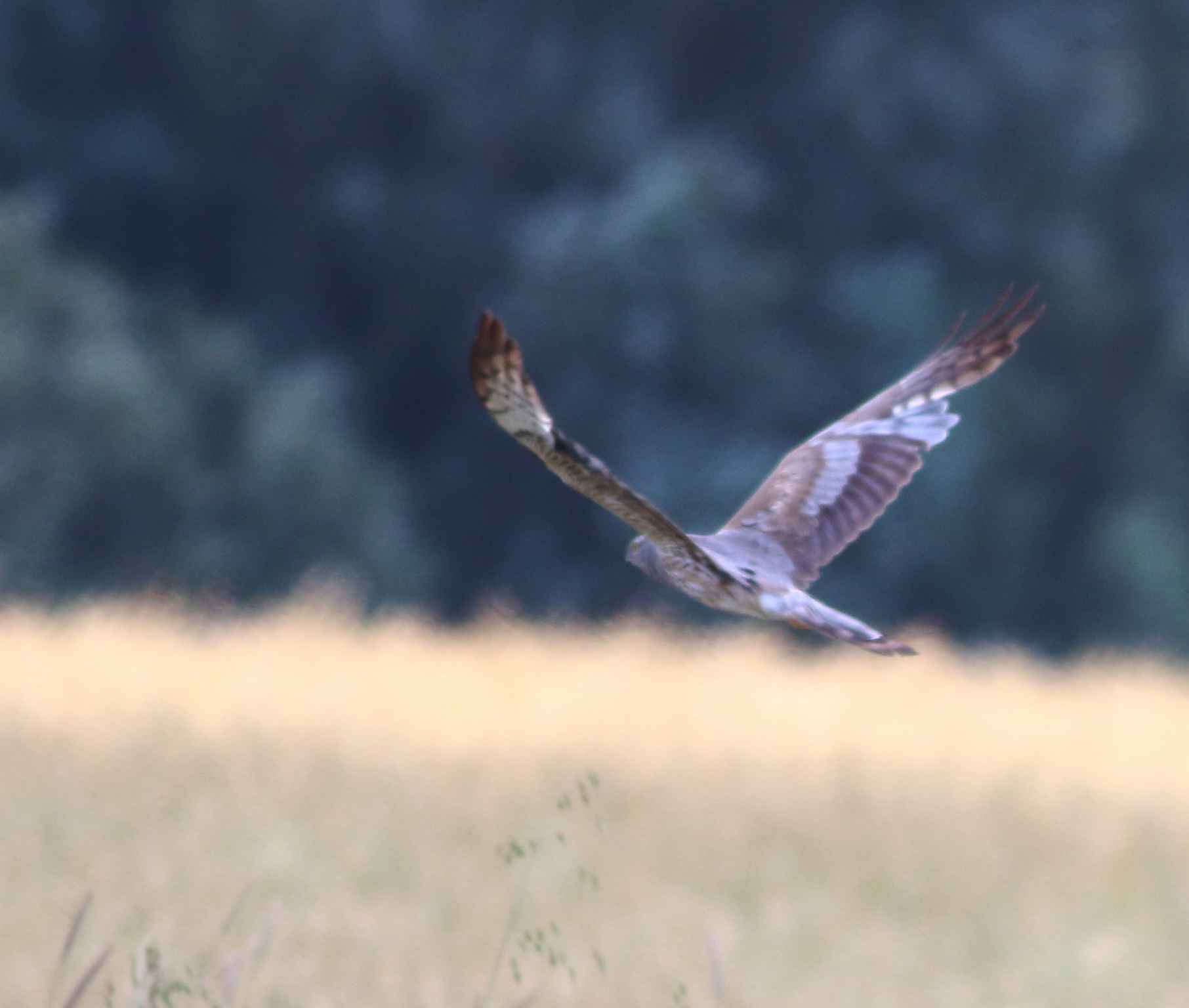 Golden Eagle