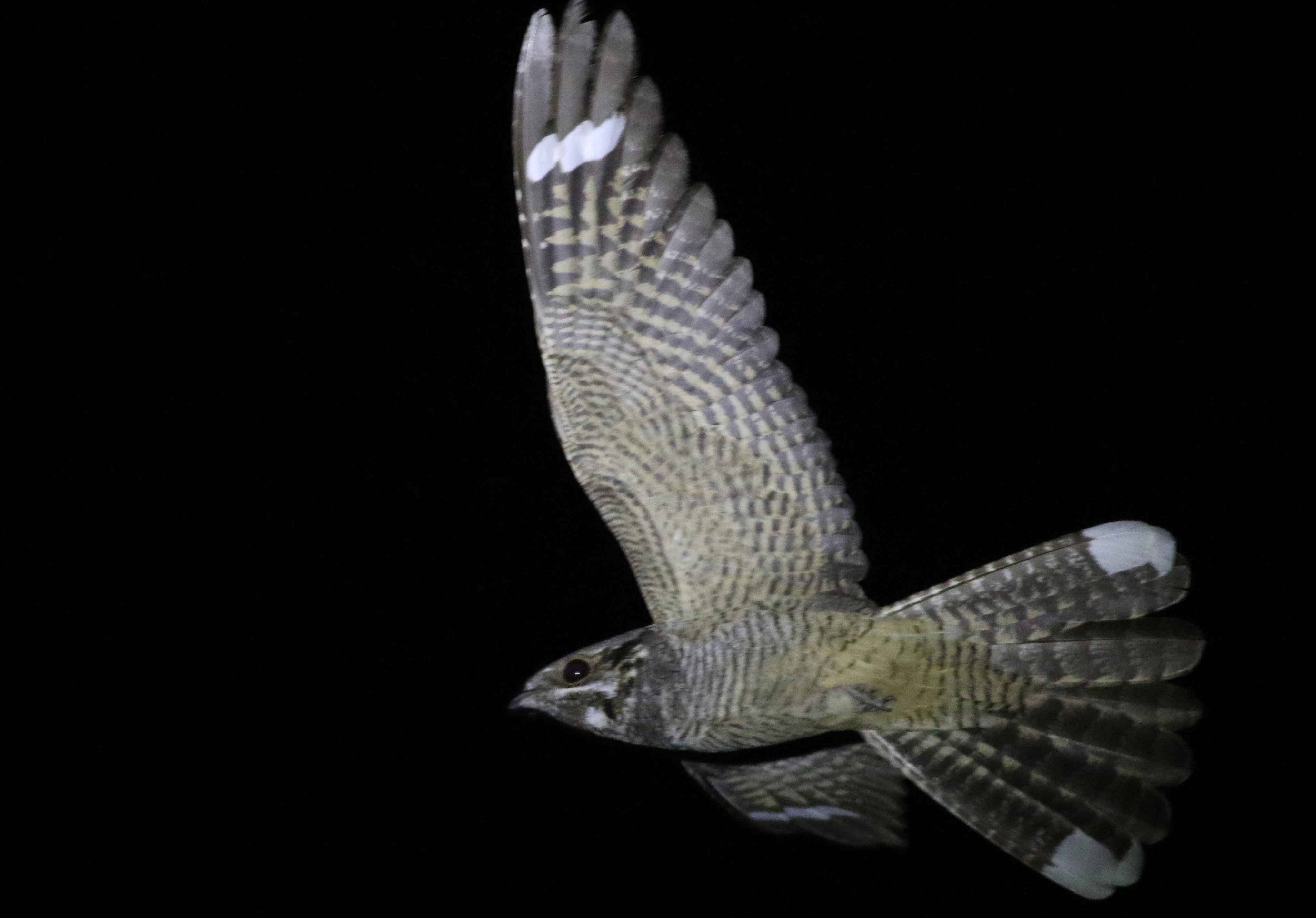 Eurasian Nightjar