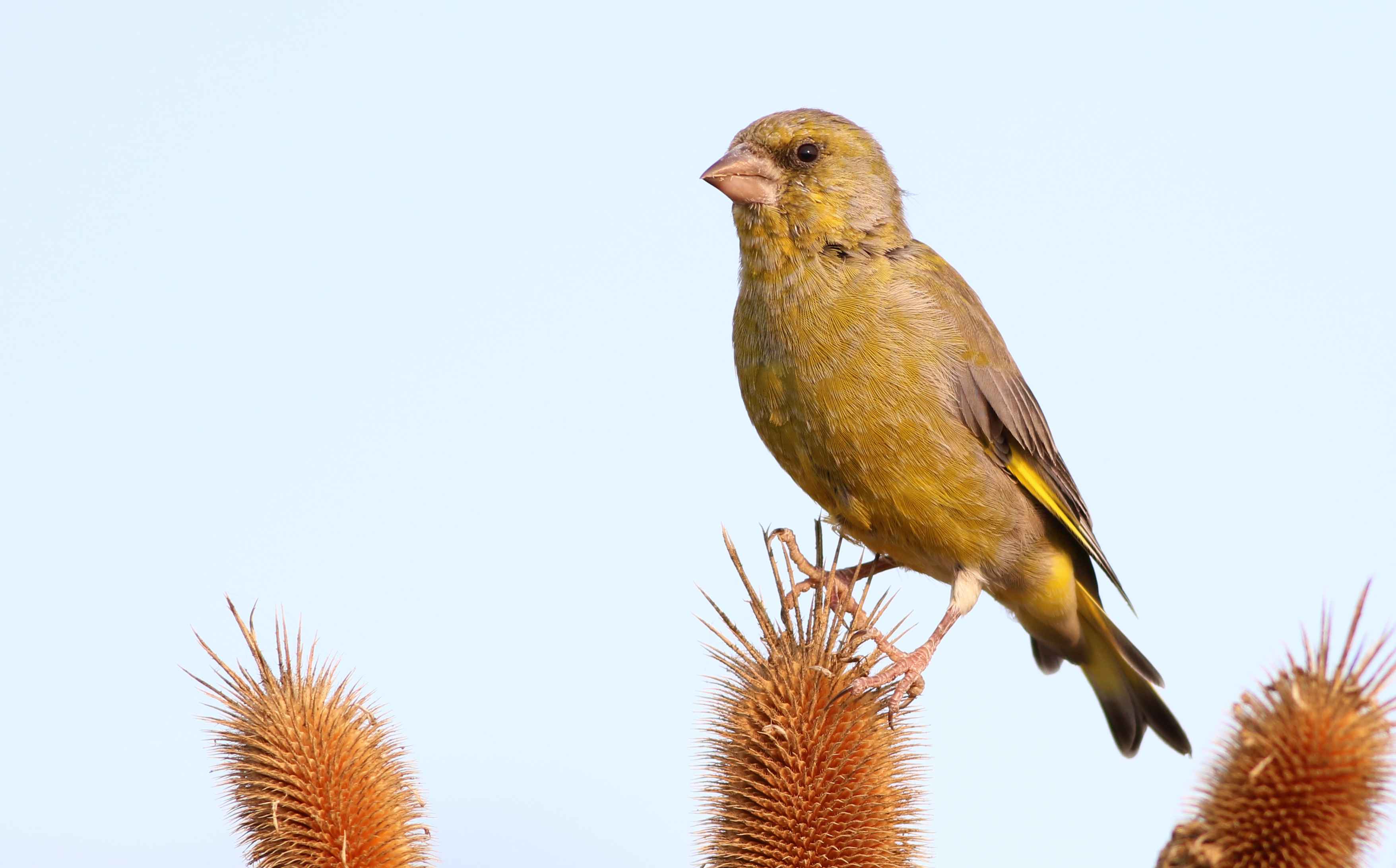 European Greenfinch