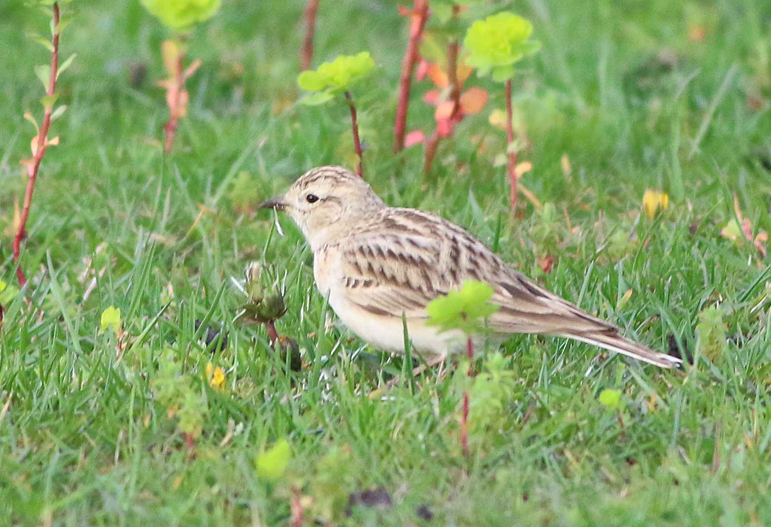 Greater Short-toed Lark