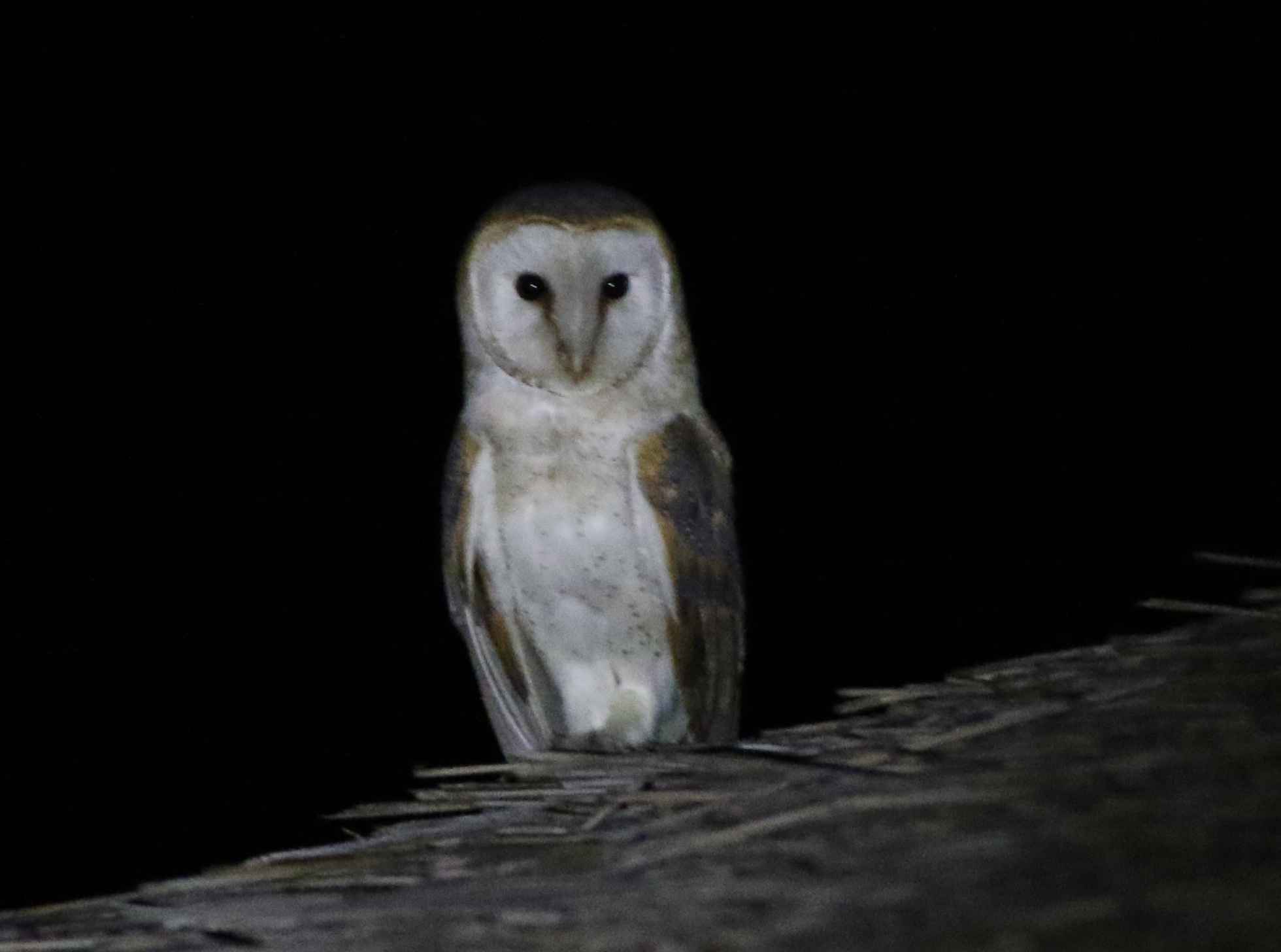 Barn Owl