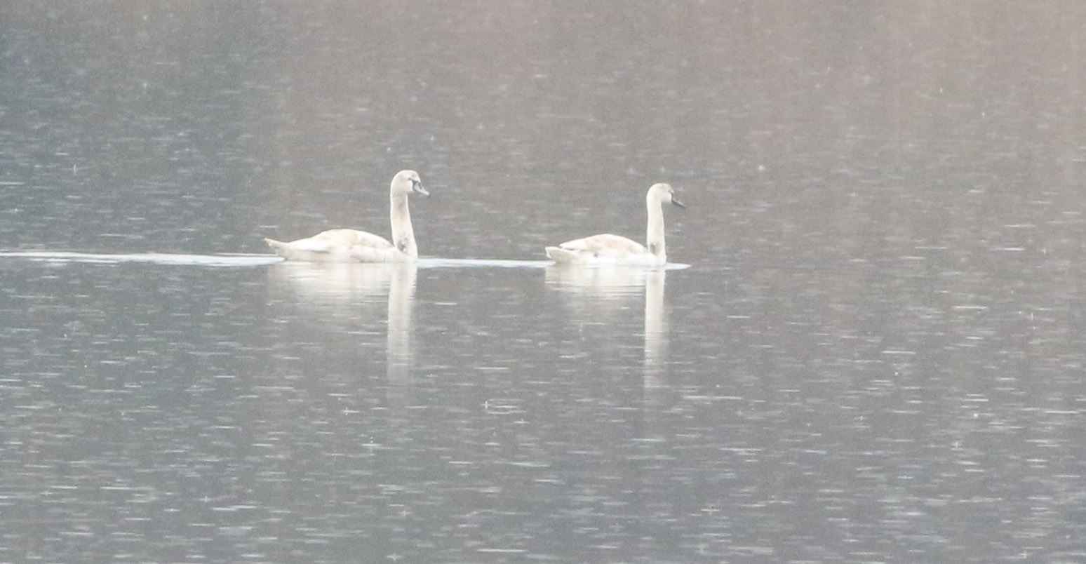 Mute Swan