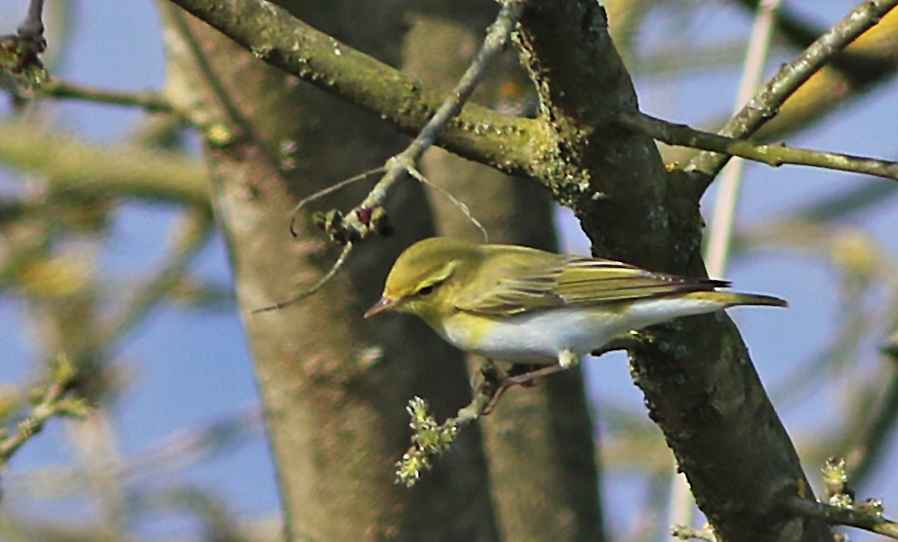 Wood Warbler