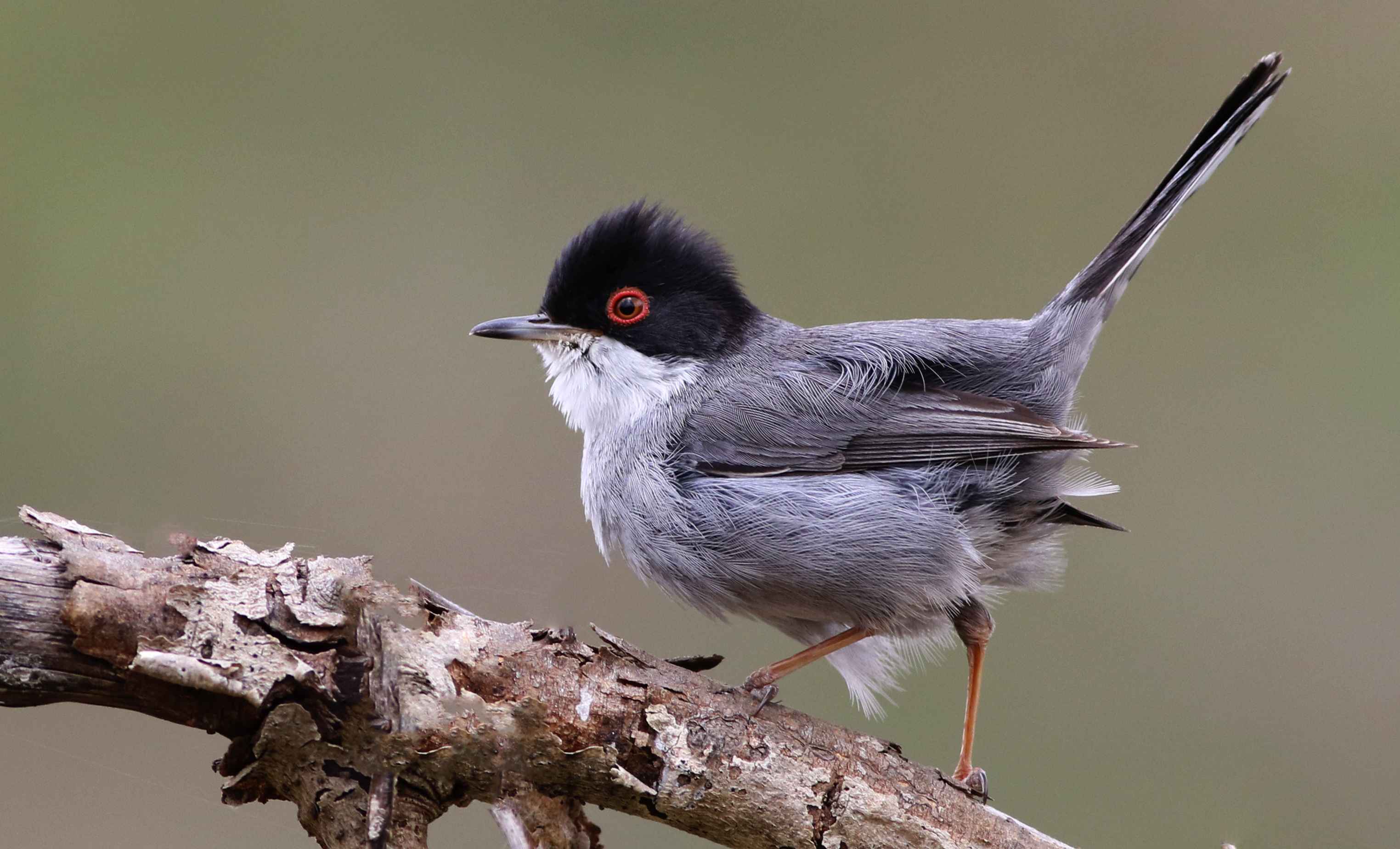 Sardinian Warbler