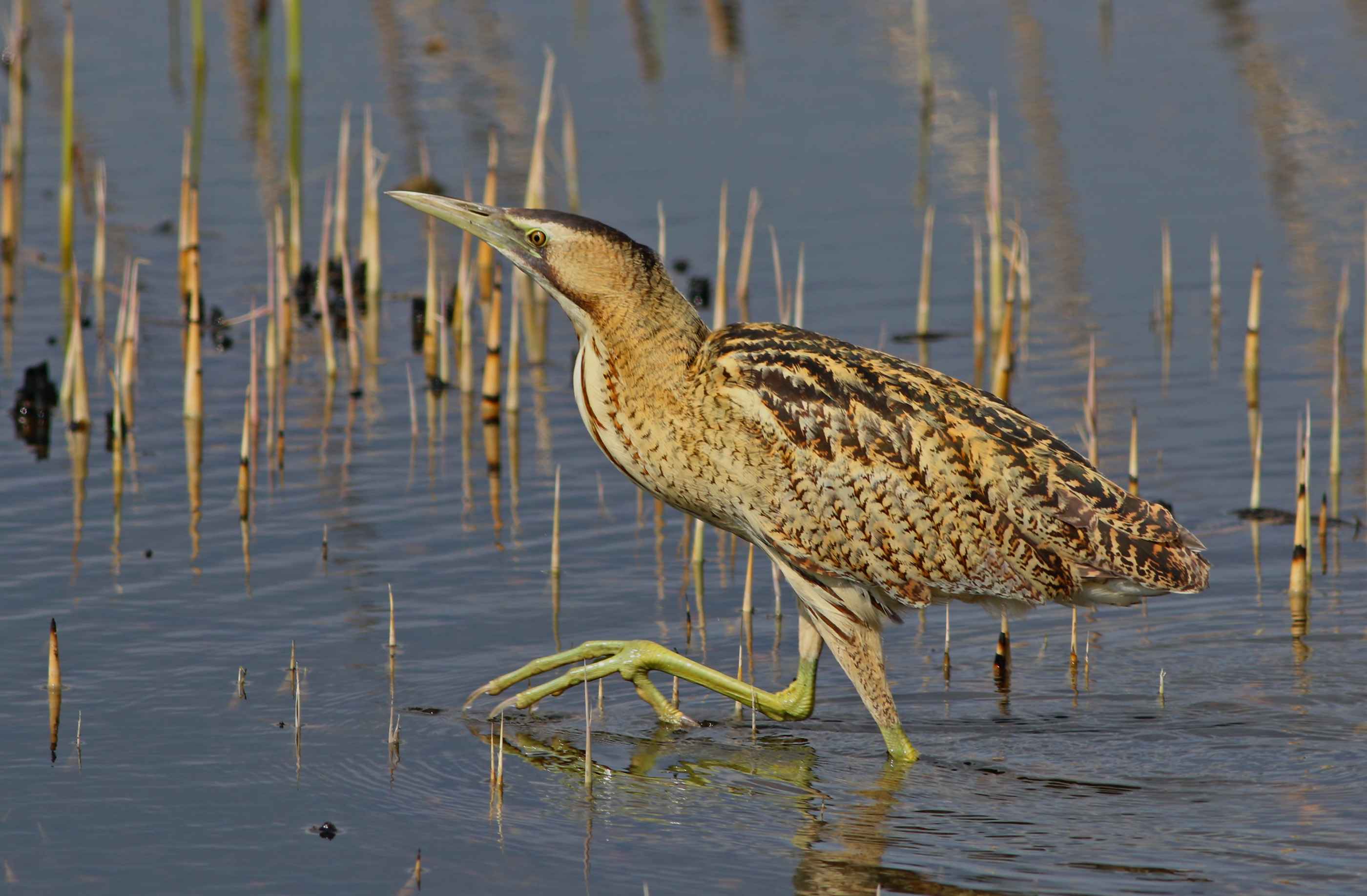 Great Bittern