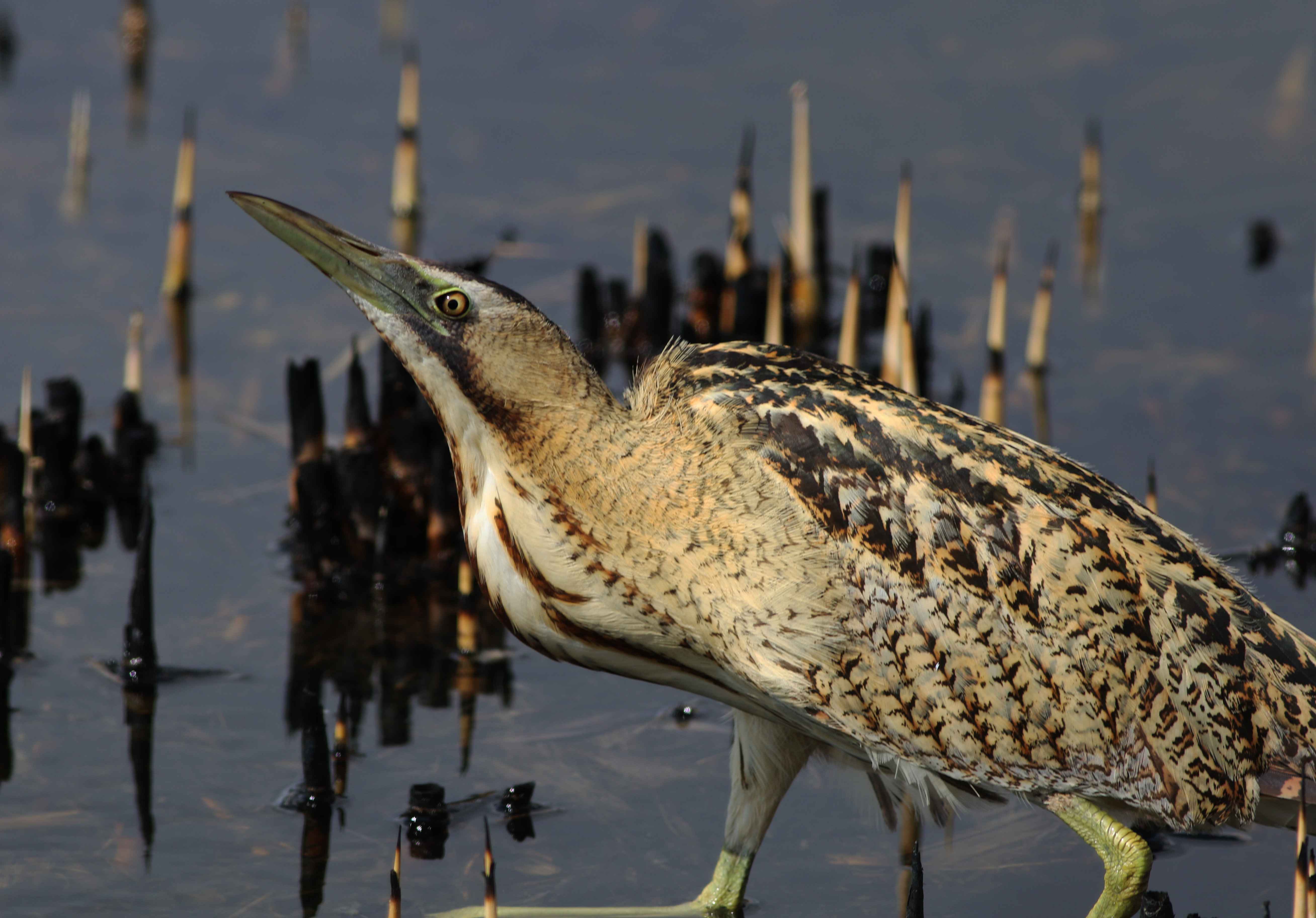Great Bittern