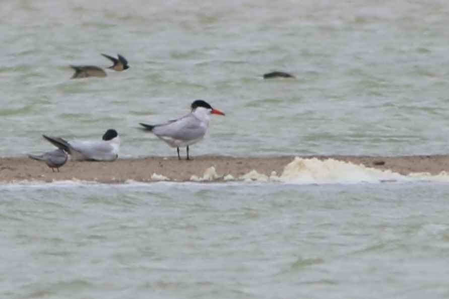 Caspian Tern
