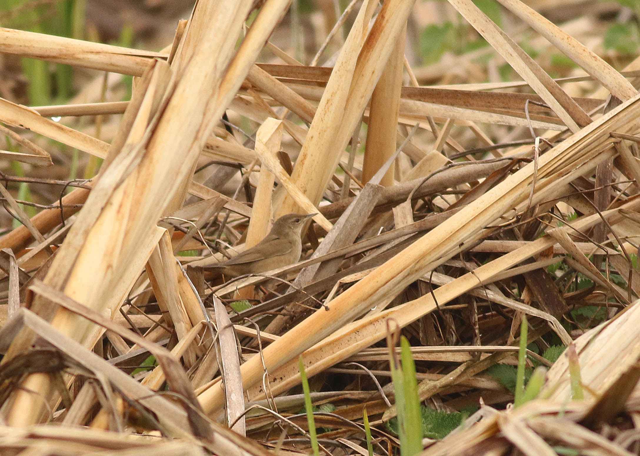 Savi's Warbler