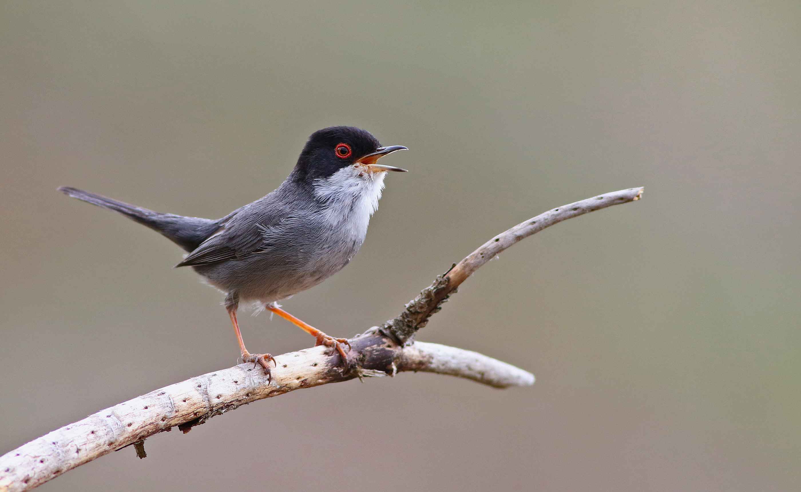 Sardinian Warbler