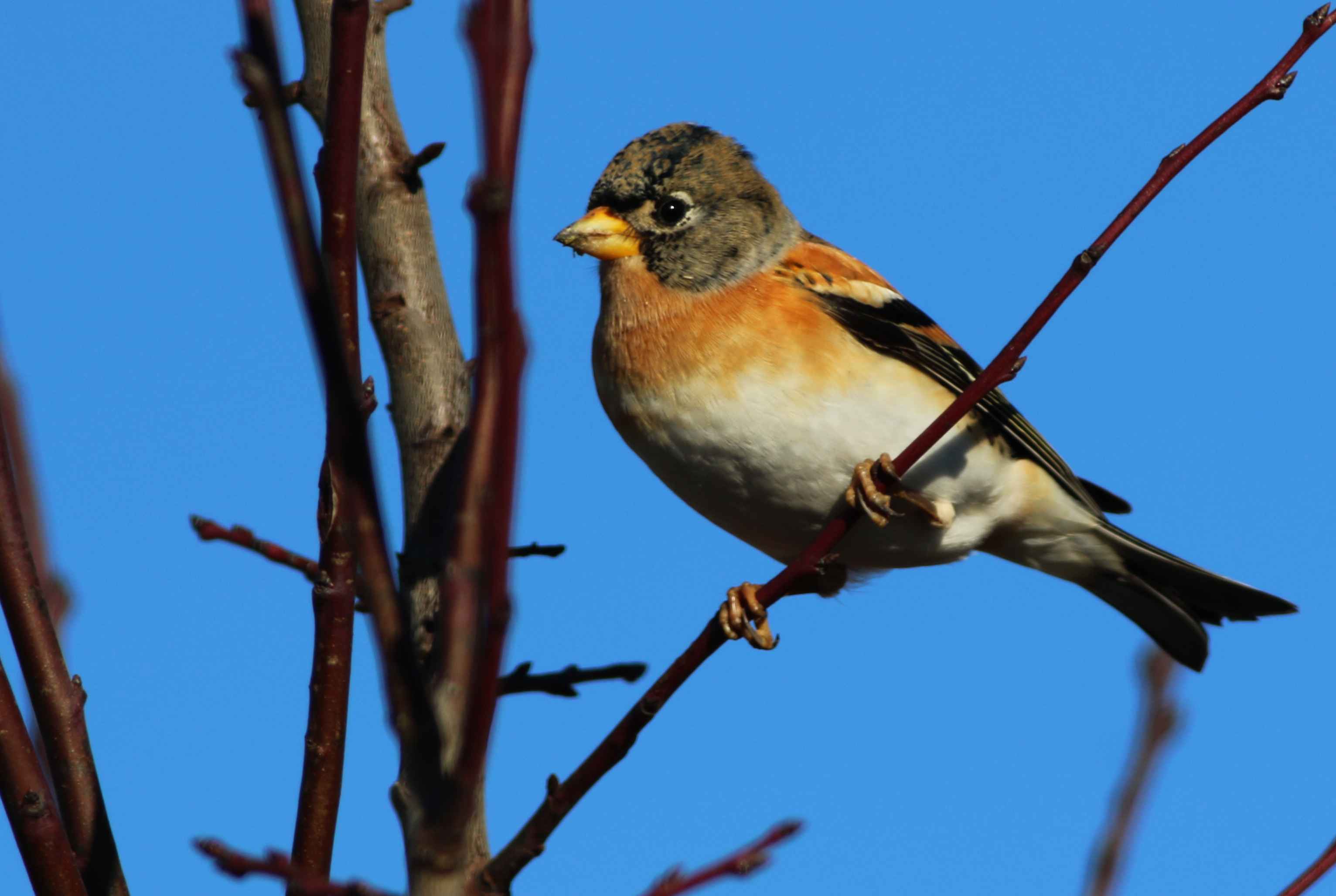 Brambling