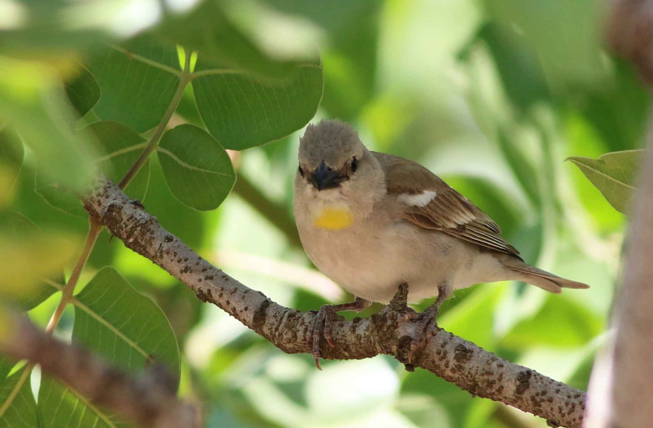 Yellow-throated Sparrow