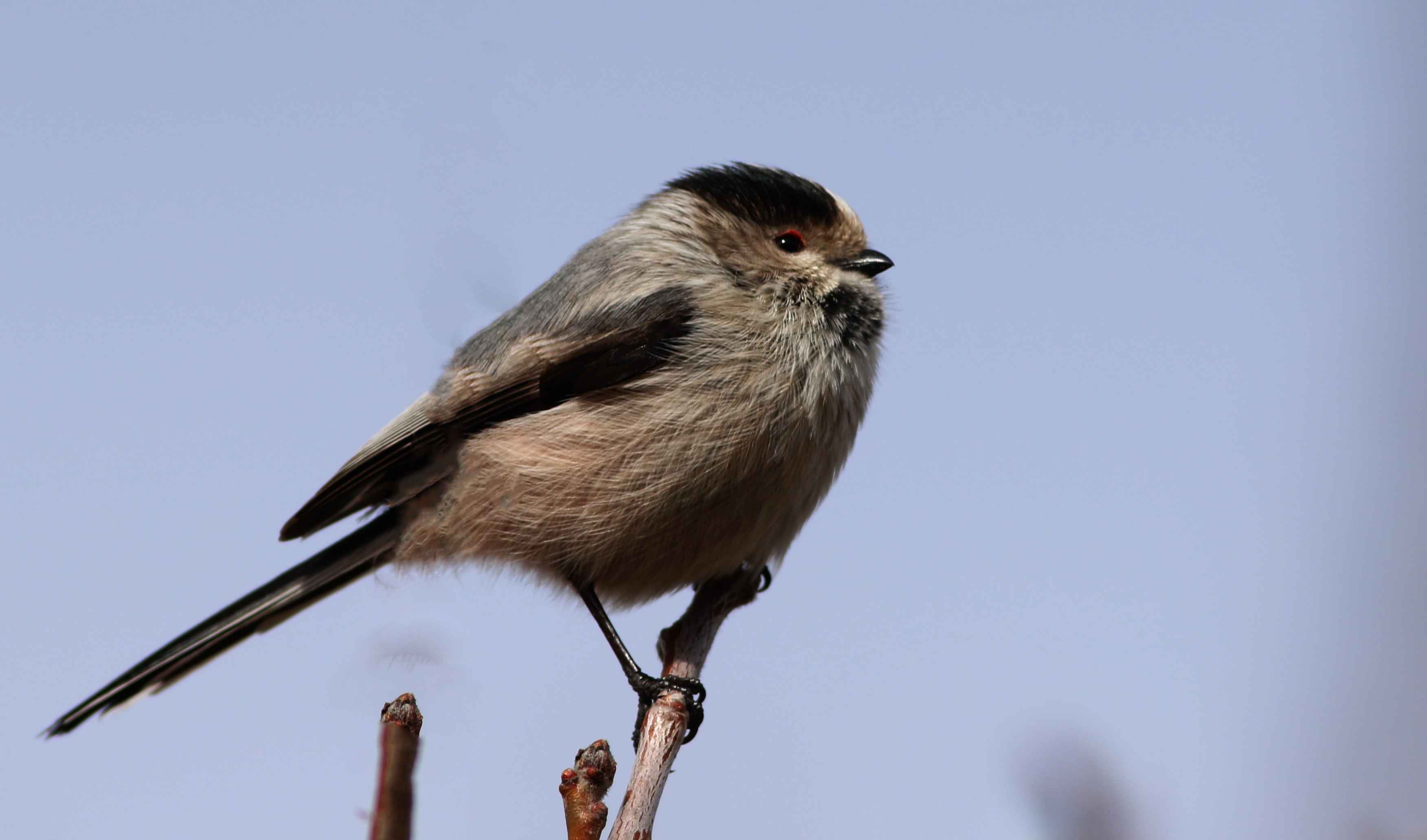 Long-tailed Tit