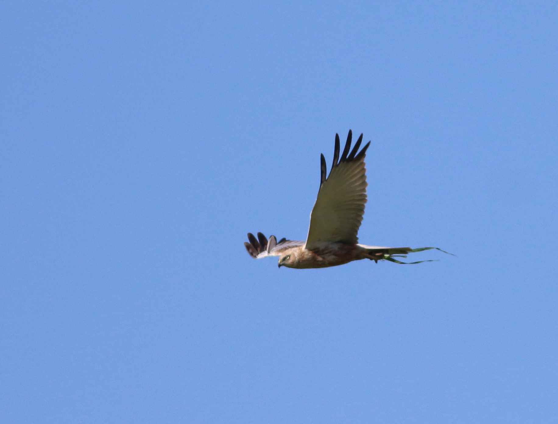 Pallid Harrier
