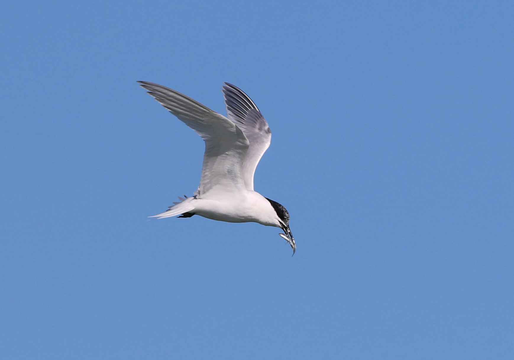 Sandwich Tern