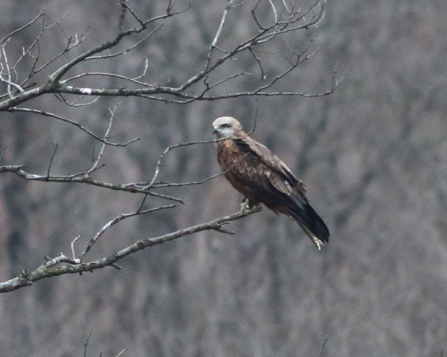 Red Kite