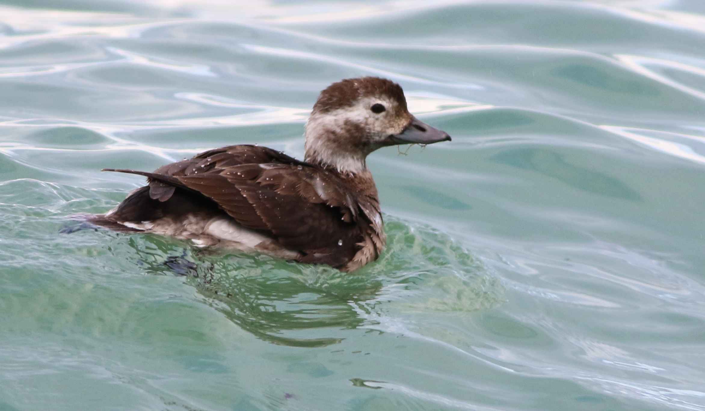 Long-tailed Duck