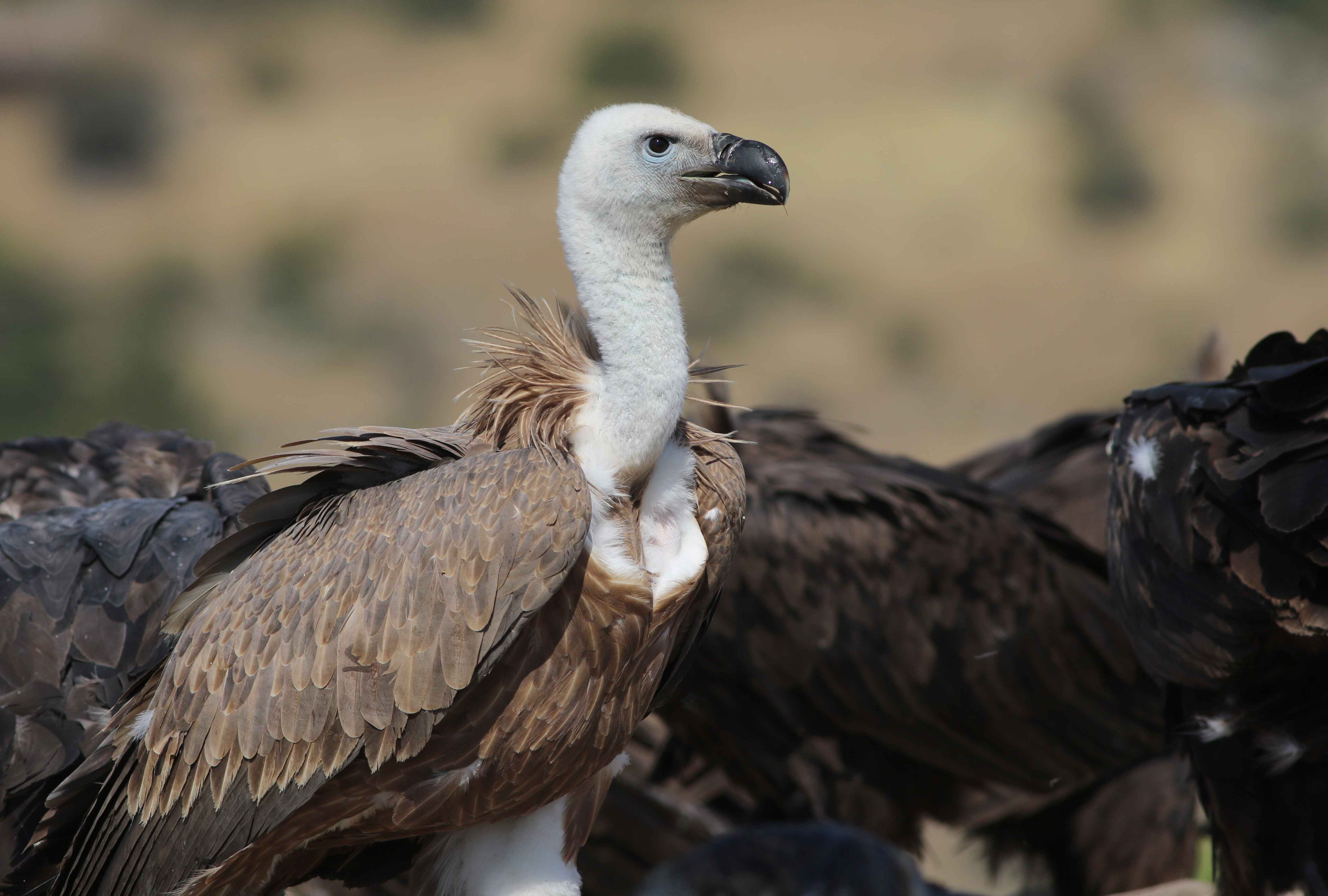 Eurasian Griffon