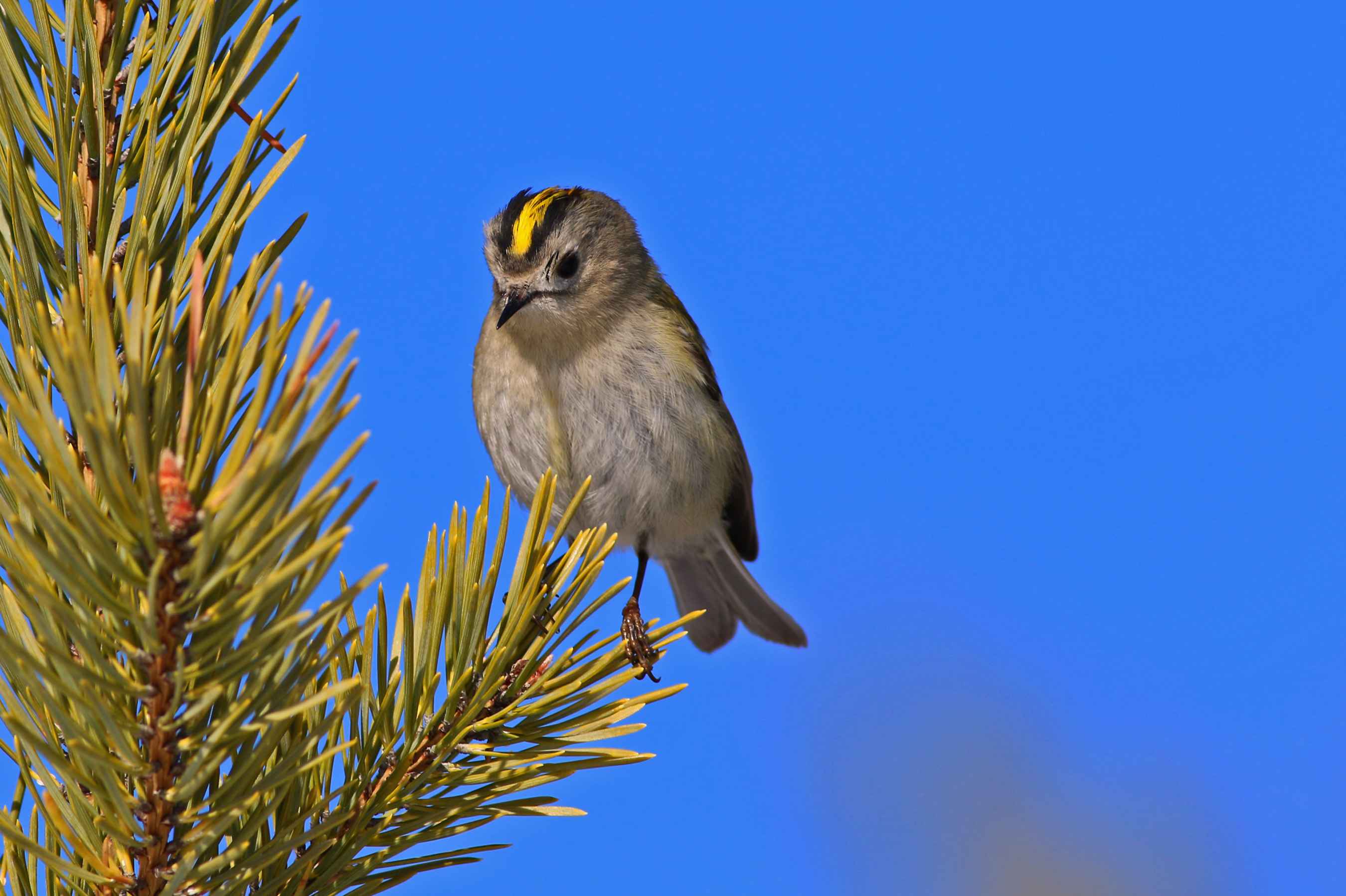 Goldcrest