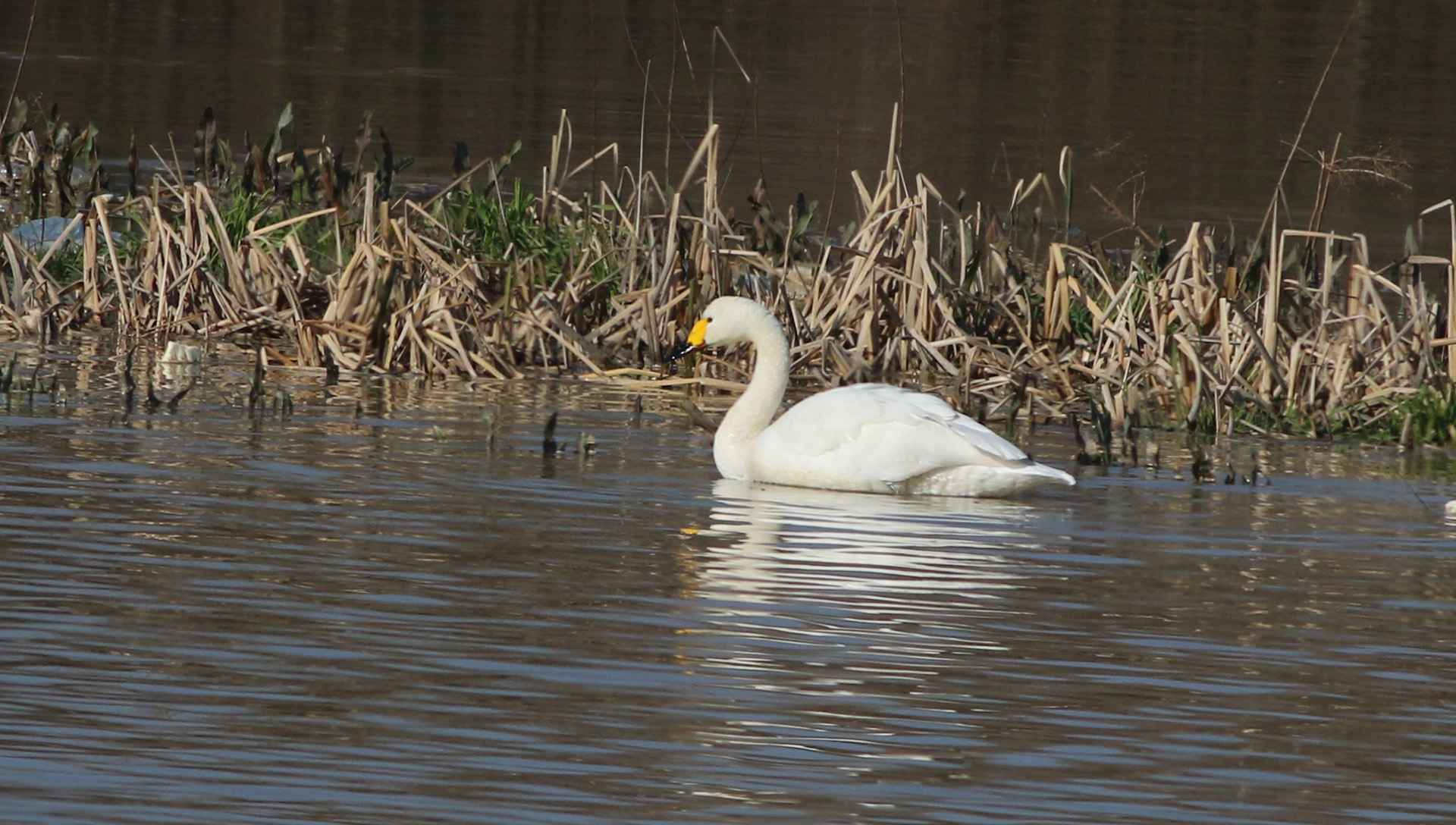 Tundra Swan