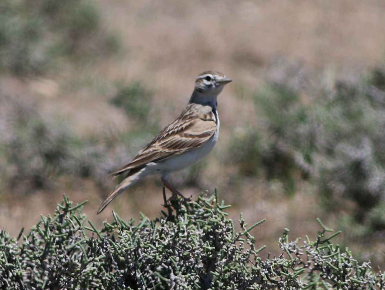 Lesser Short-toed Lark