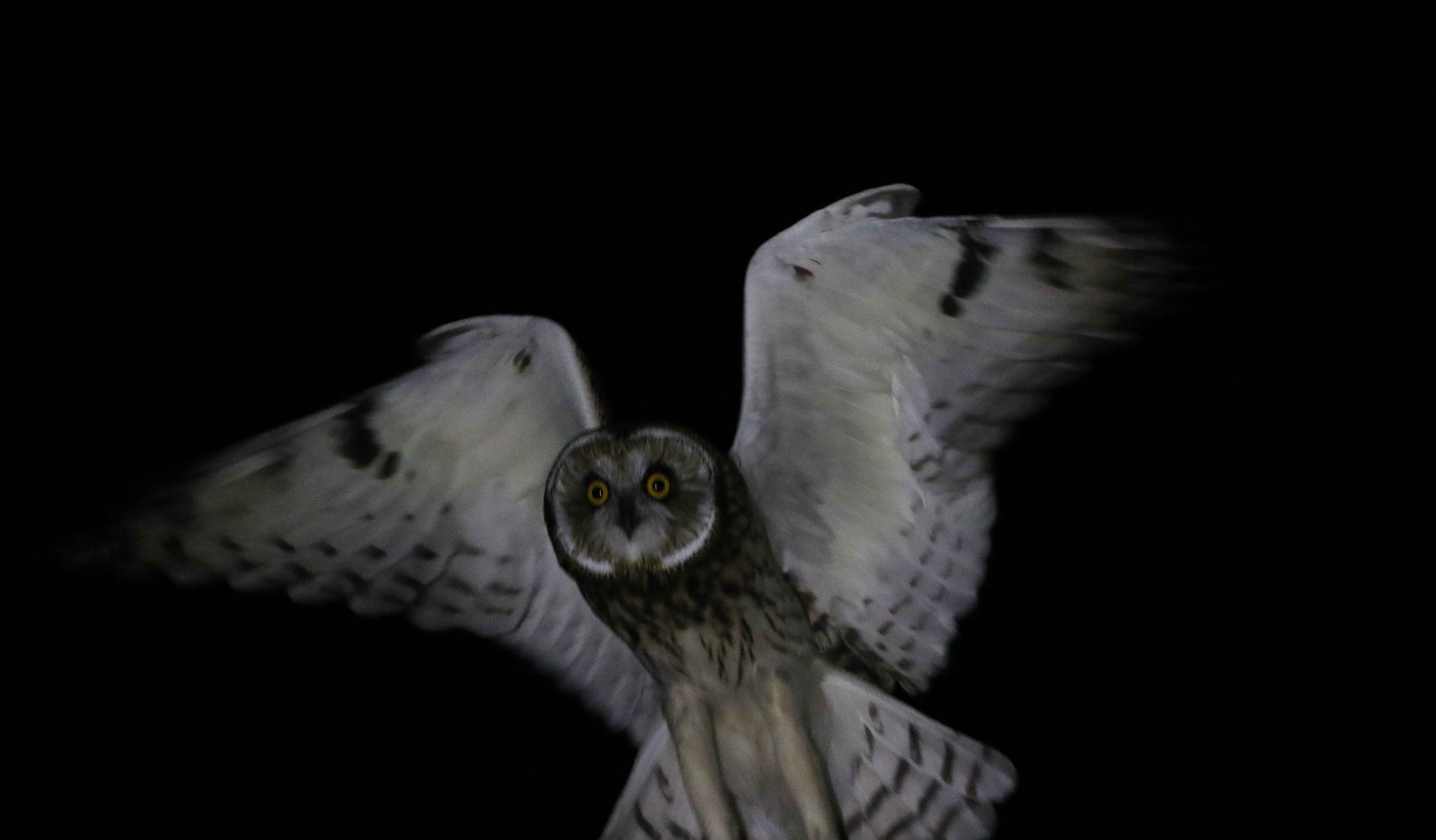 Short-eared Owl