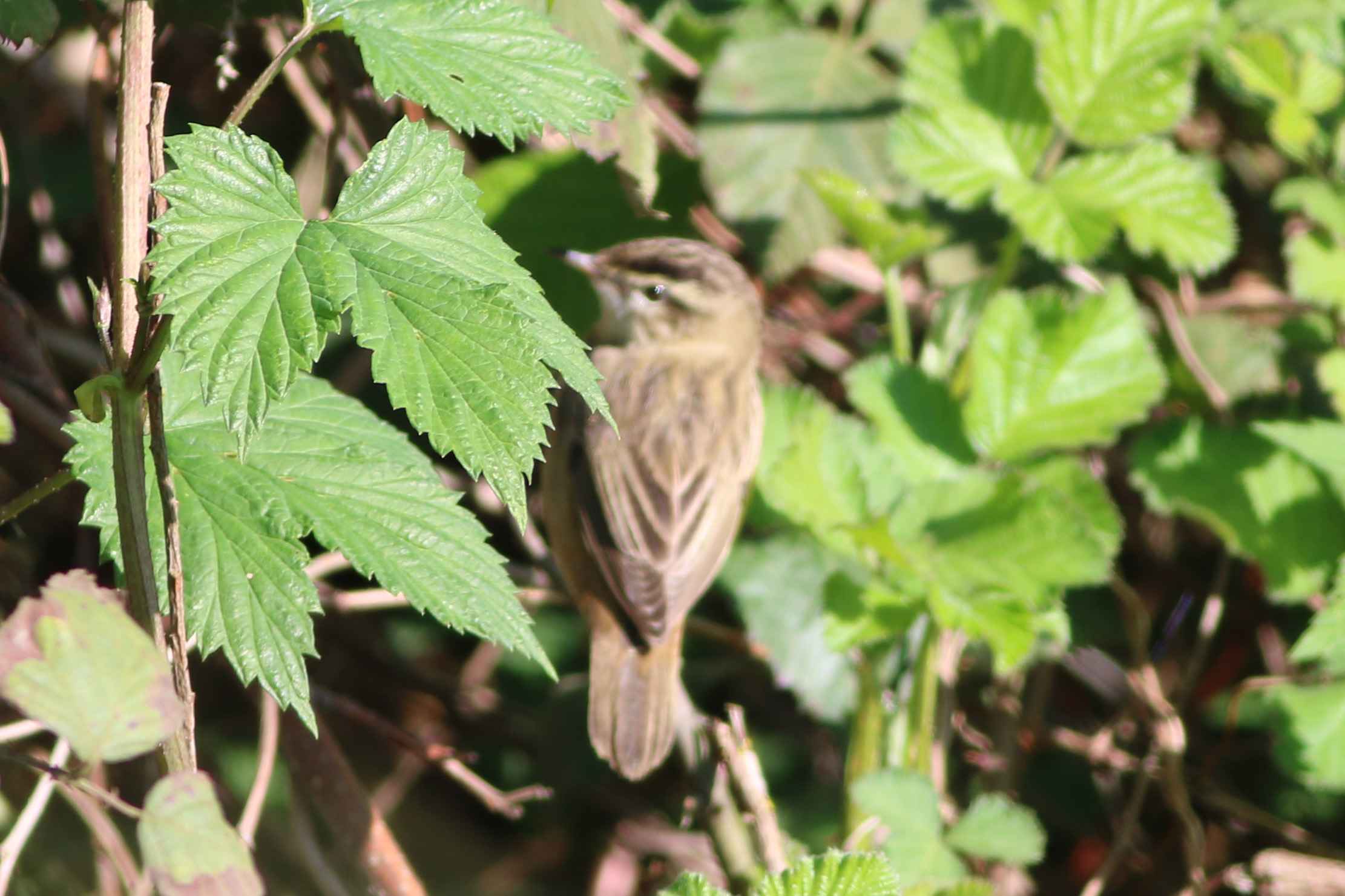 Sedge Warbler