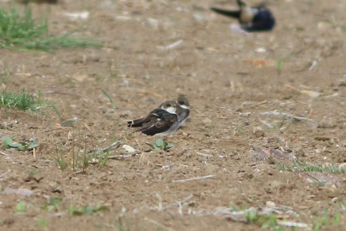 Bank Swallow