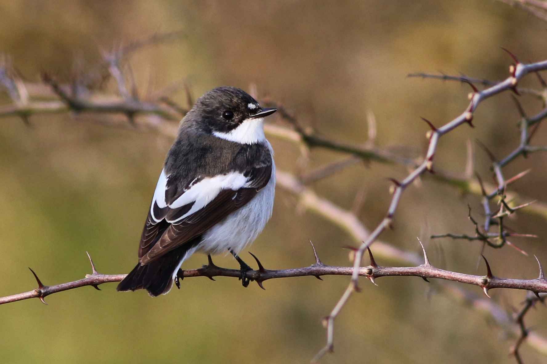 European Pied Flycatcher