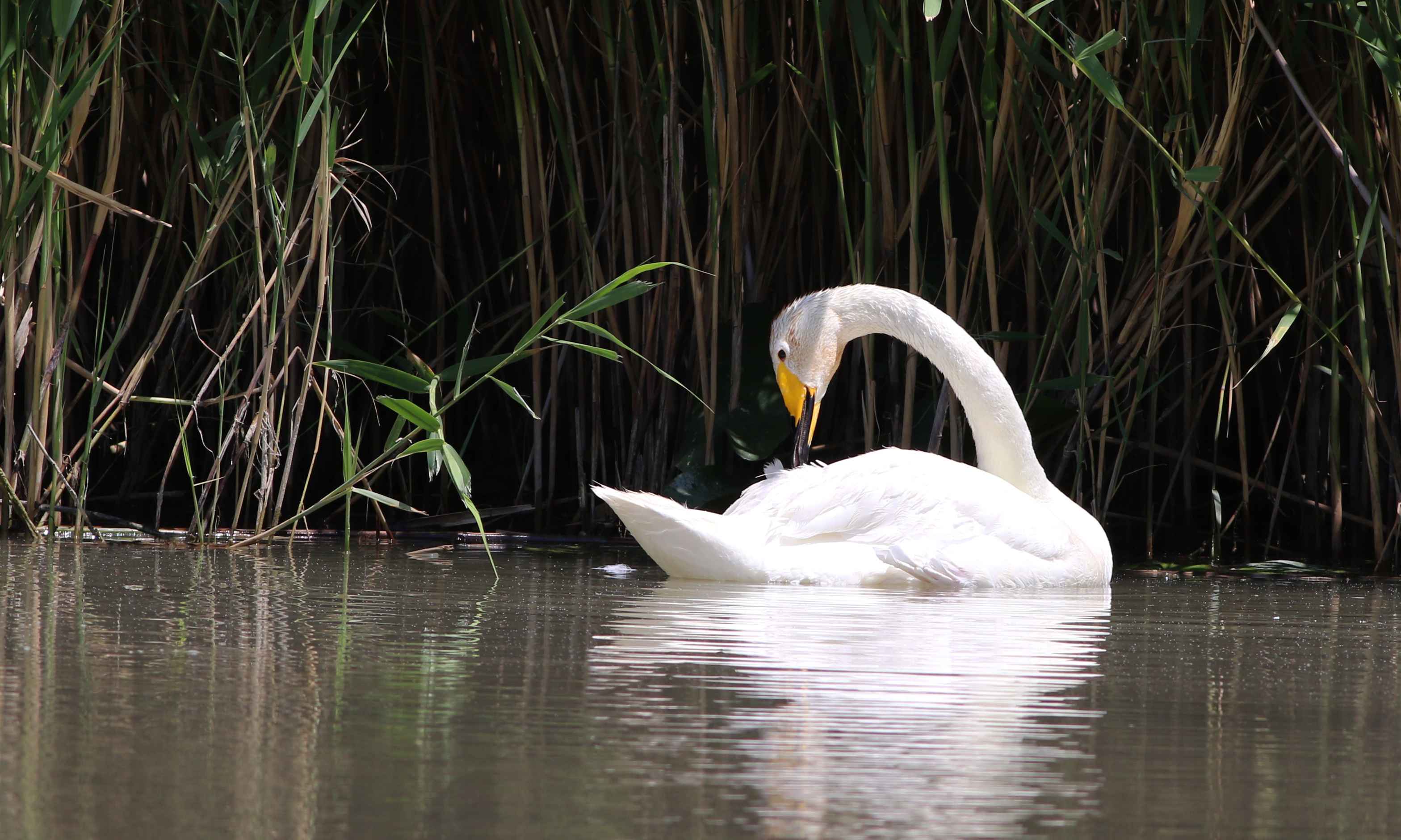 Whooper Swan