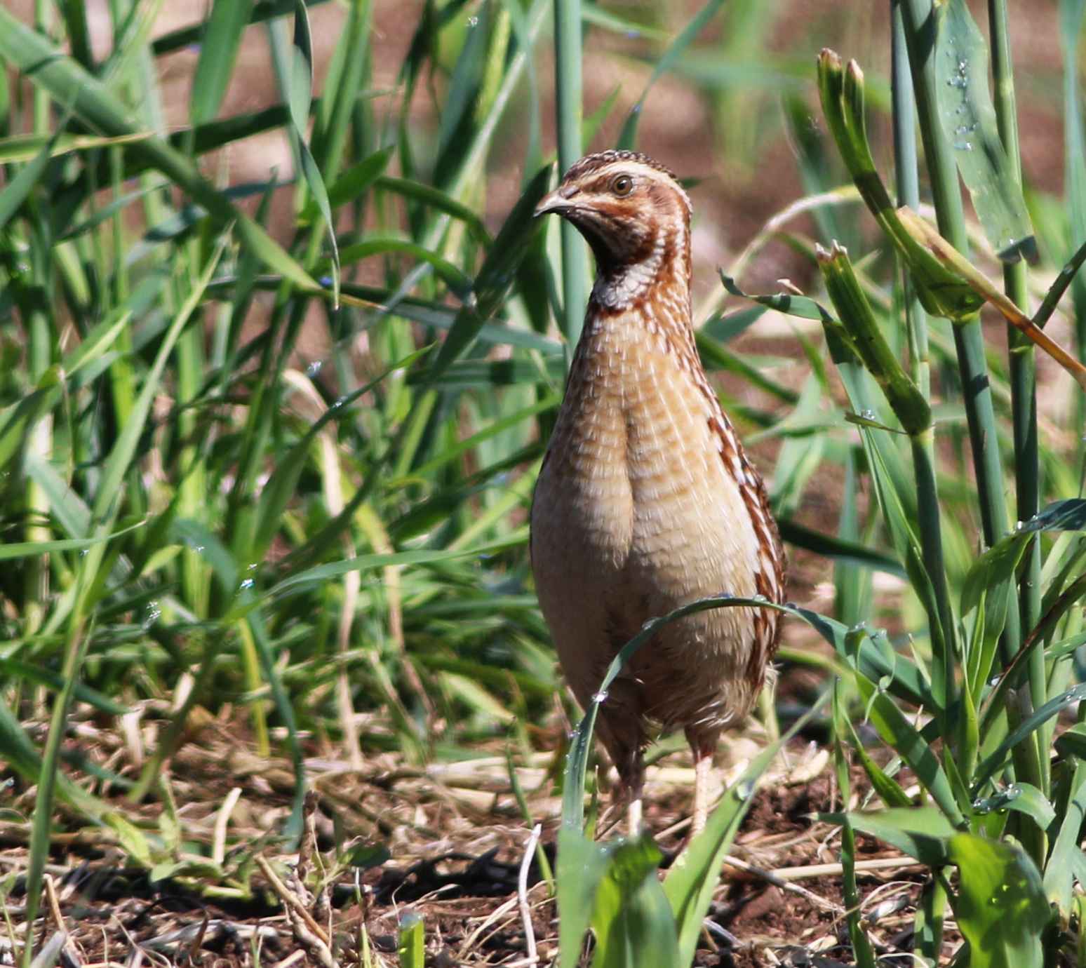 Common Quail