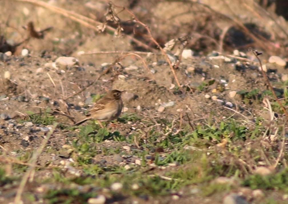 Richard's Pipit