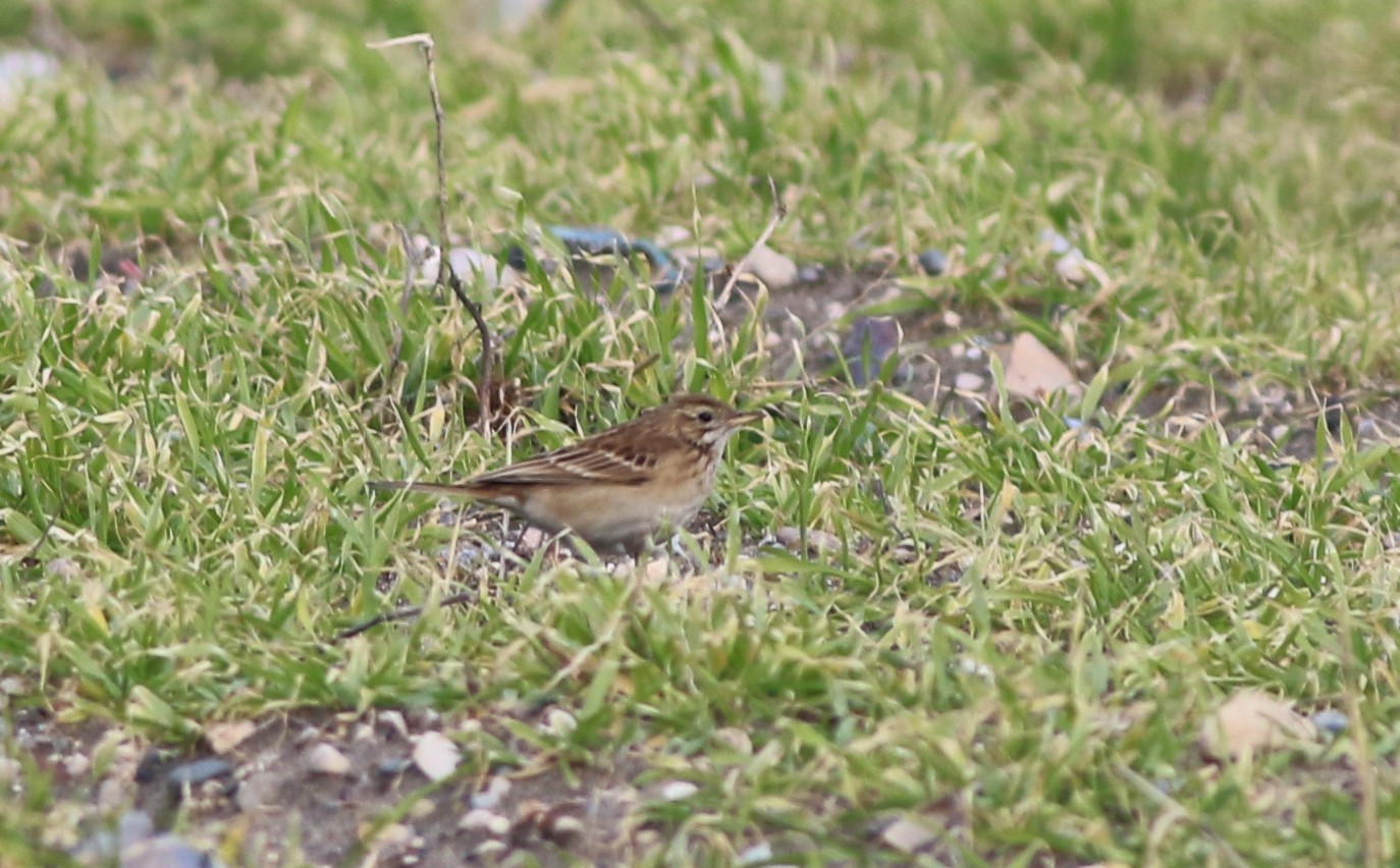 Blyth's Pipit