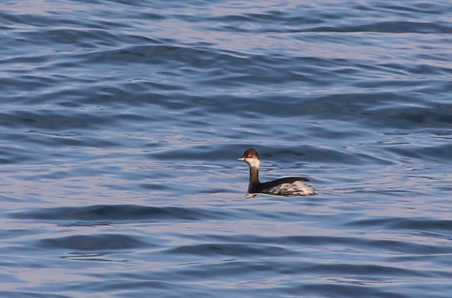 Eared Grebe