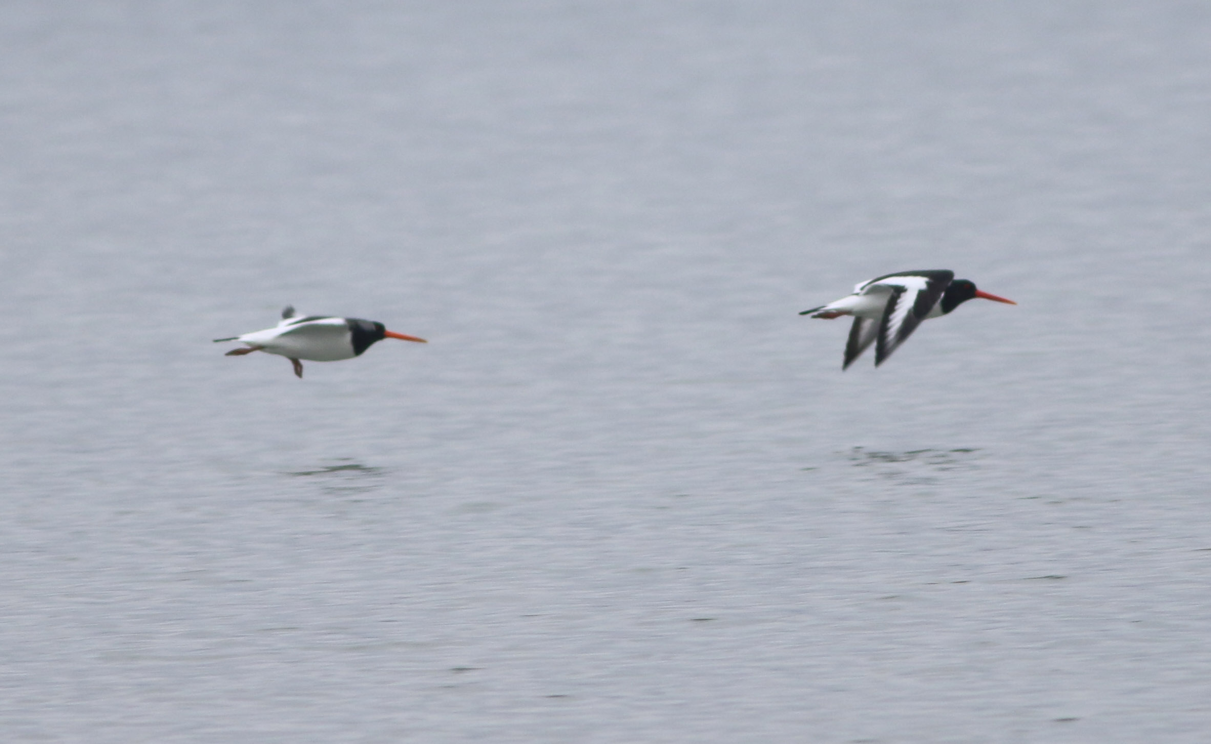 Eurasian Oystercatcher