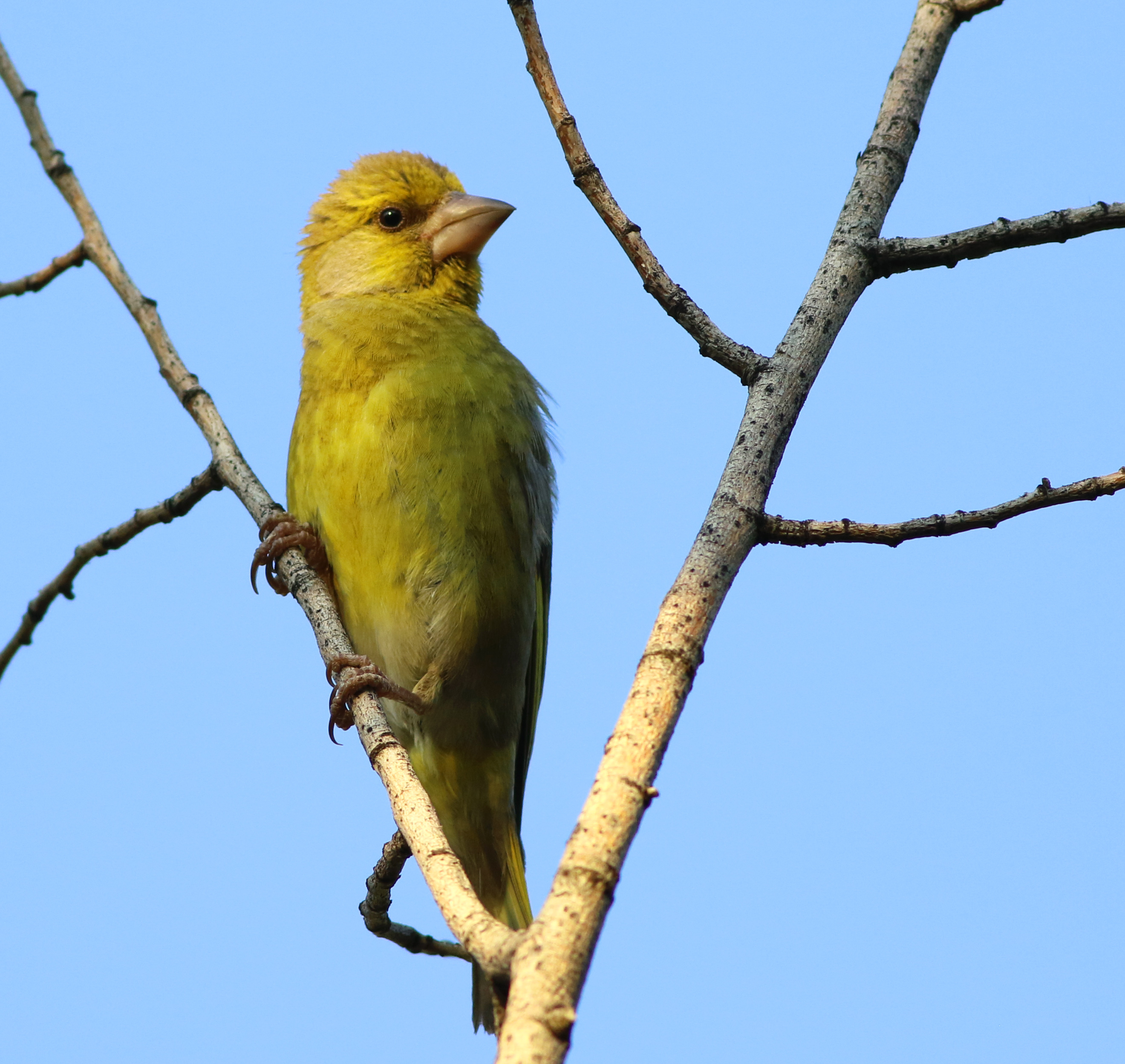 European Greenfinch
